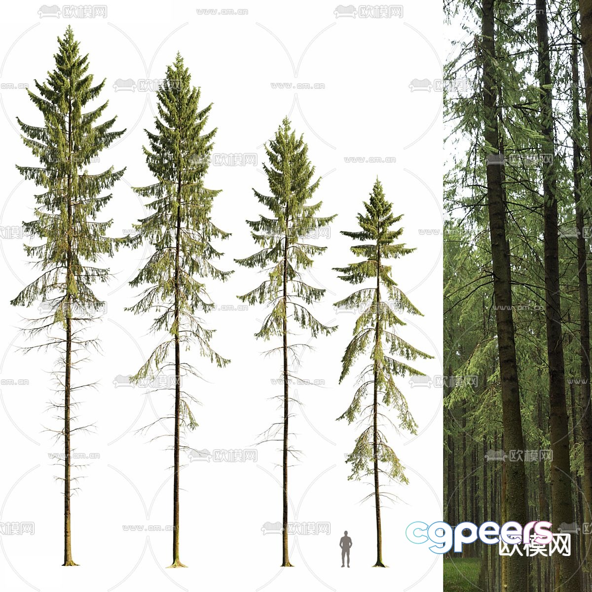spruce pine trees 3d model spruce pine trees 3d model