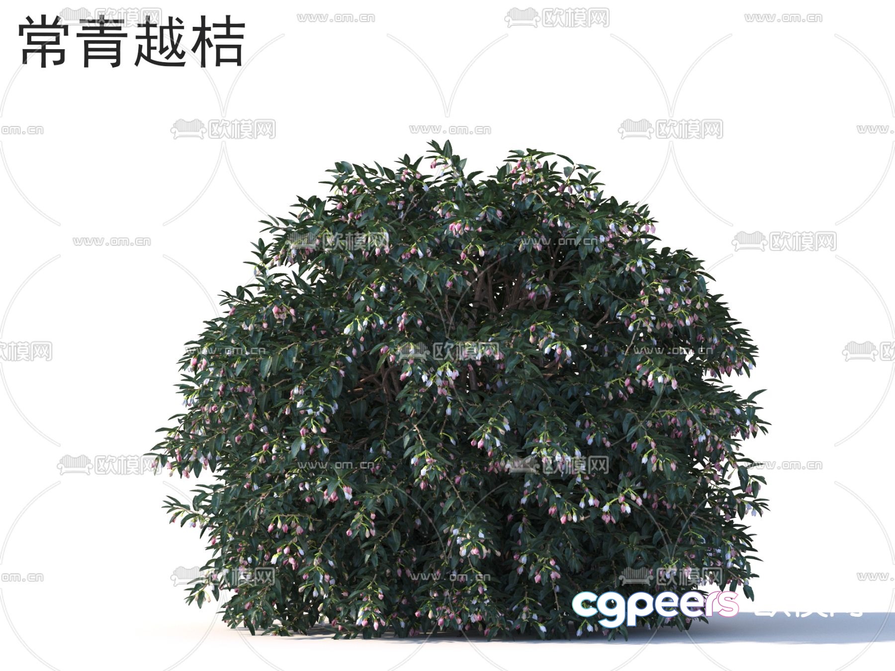 Evergreen bilberry flowers plants shrubs 3d model Evergreen bilberry flowers plants shrubs 3d model