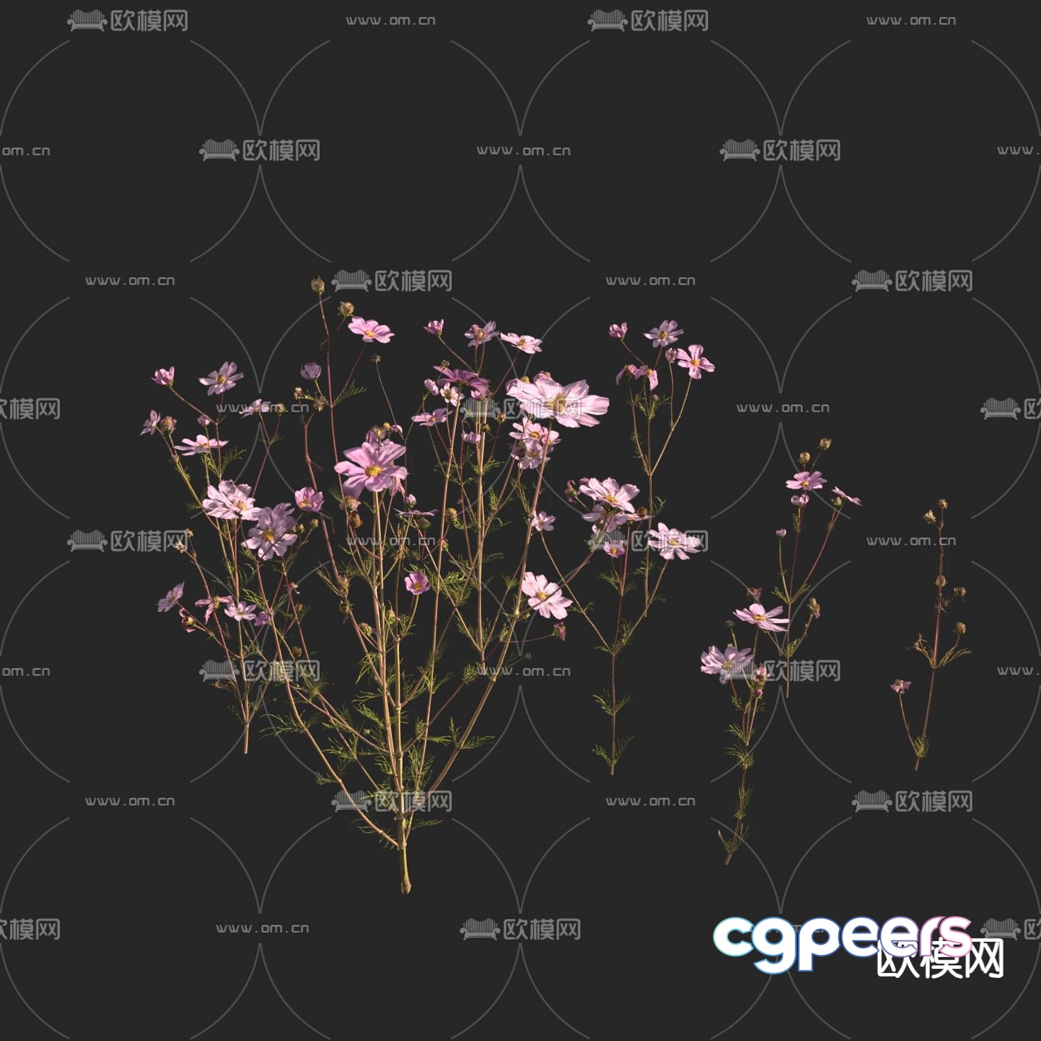 Flowers and plants Big Cosmos 3D model Flowers and plants Big Cosmos 3D model