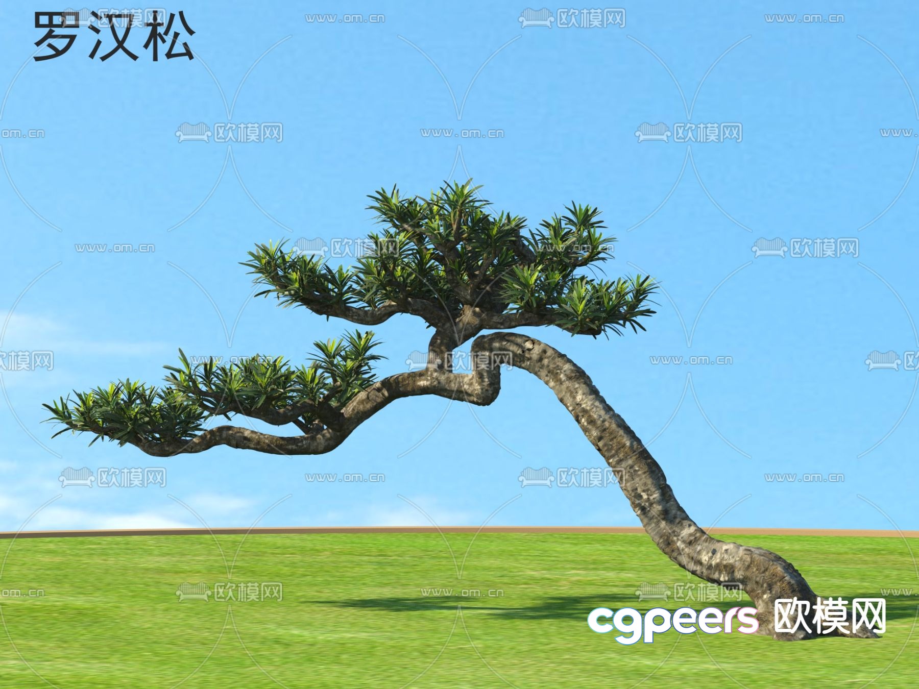 Populus Arhat Small Tree Tree Pine Tree 3D Model Populus Arhat Small Tree Tree Pine Tree 3D Model