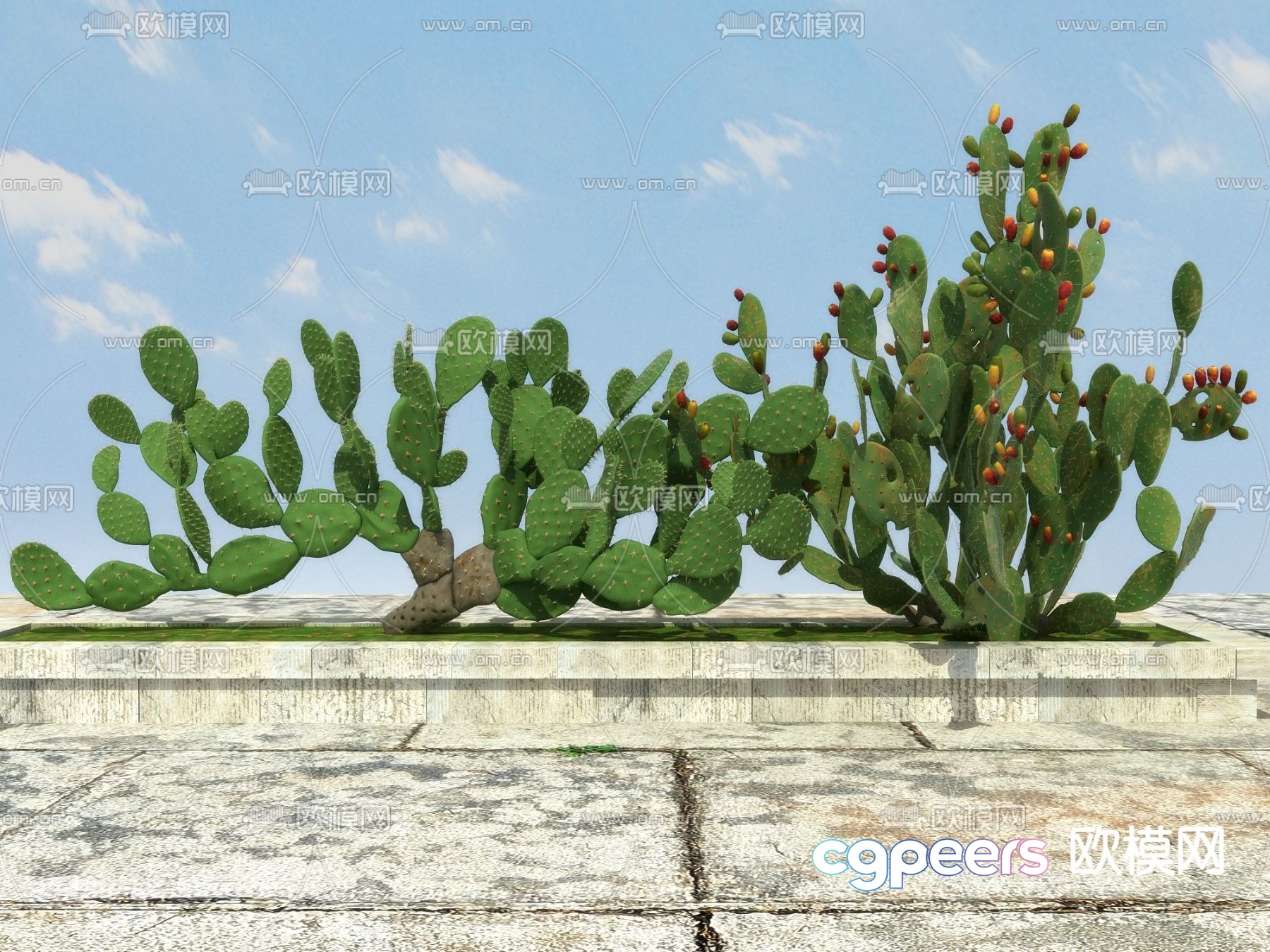 Tropical Plant Cactus 3D Model Tropical Plant Cactus 3D Model