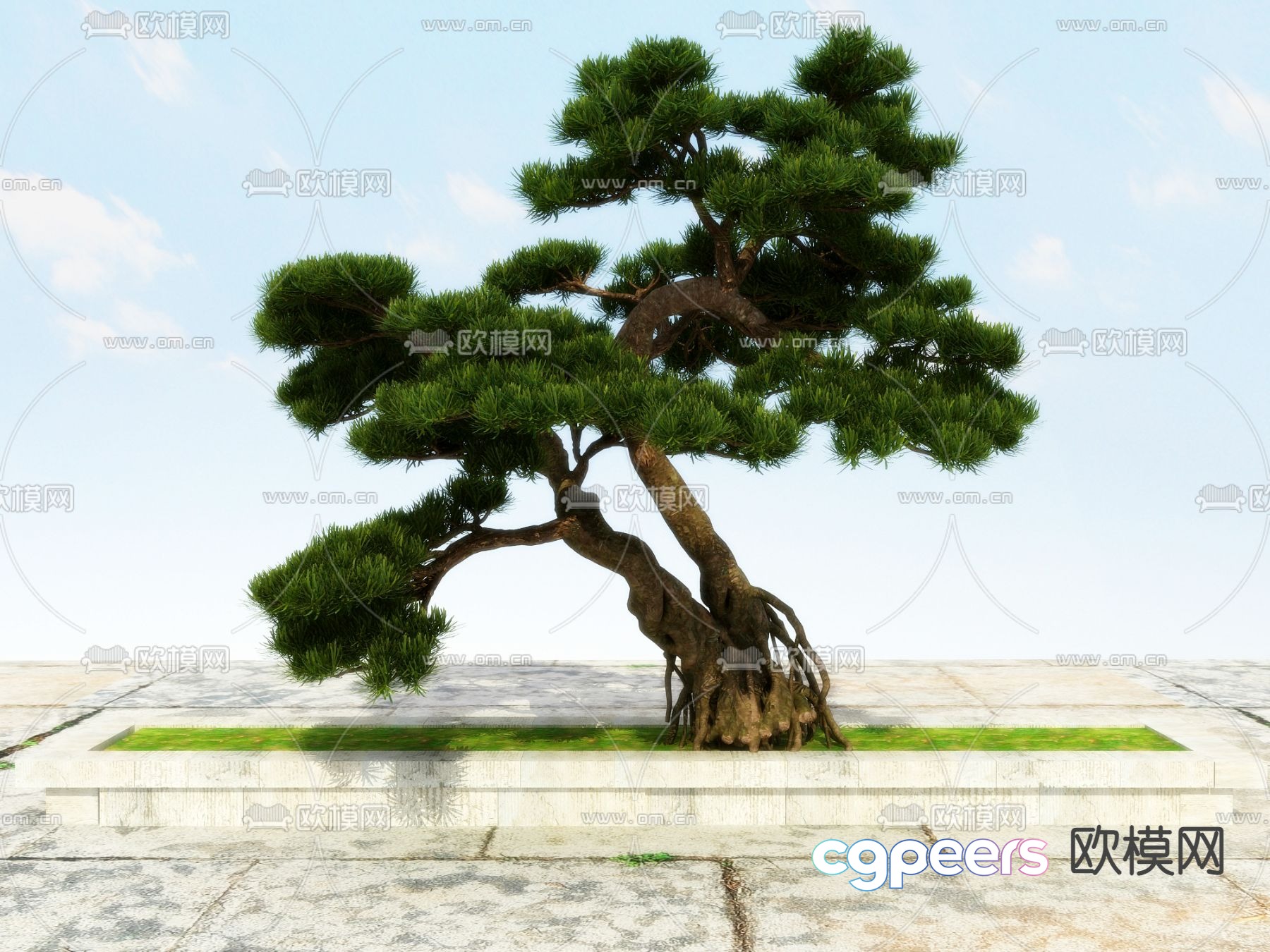 New Chinese-style pine tree Podocarat Welcoming Pine 3D model New Chinese-style pine tree Podocarat Welcoming Pine 3D model