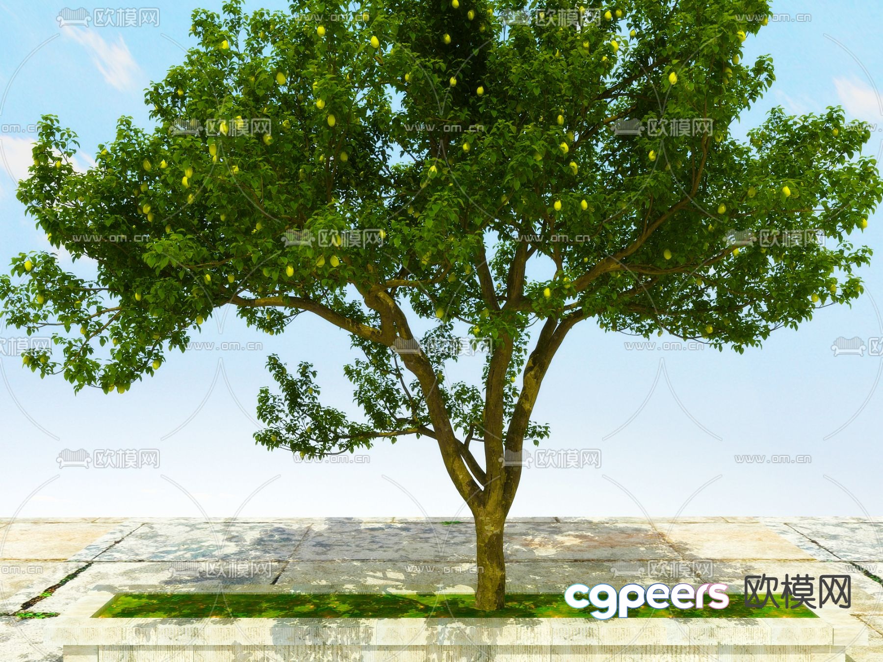 Big tree Street tree Pear tree 3d model Big tree Street tree Pear tree 3d model