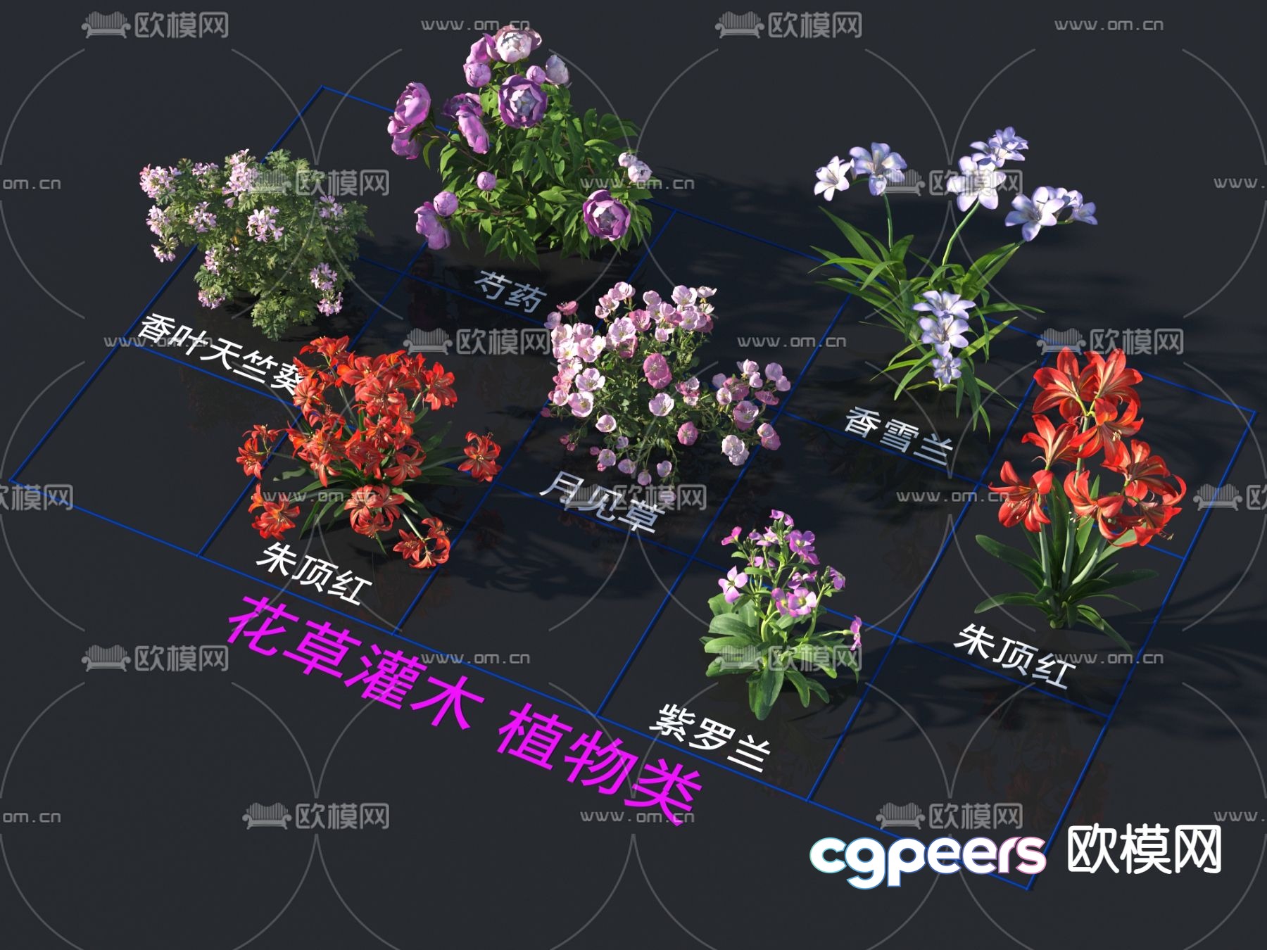 Flowers and plants Evening Primrose Red Violet 3D Model Flowers and plants Evening Primrose Red Violet 3D Model