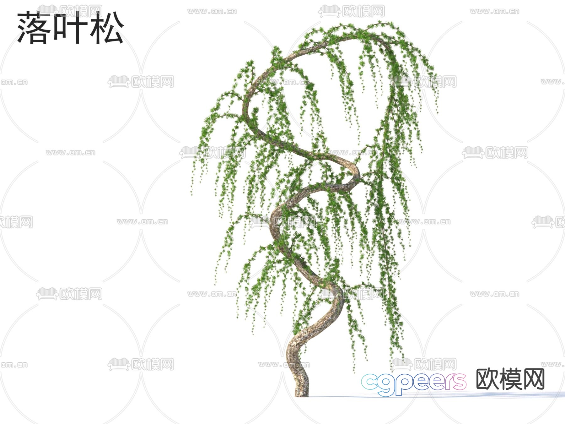 Small Tree Tree Willow 3D Model Small Tree Tree Willow 3D Model