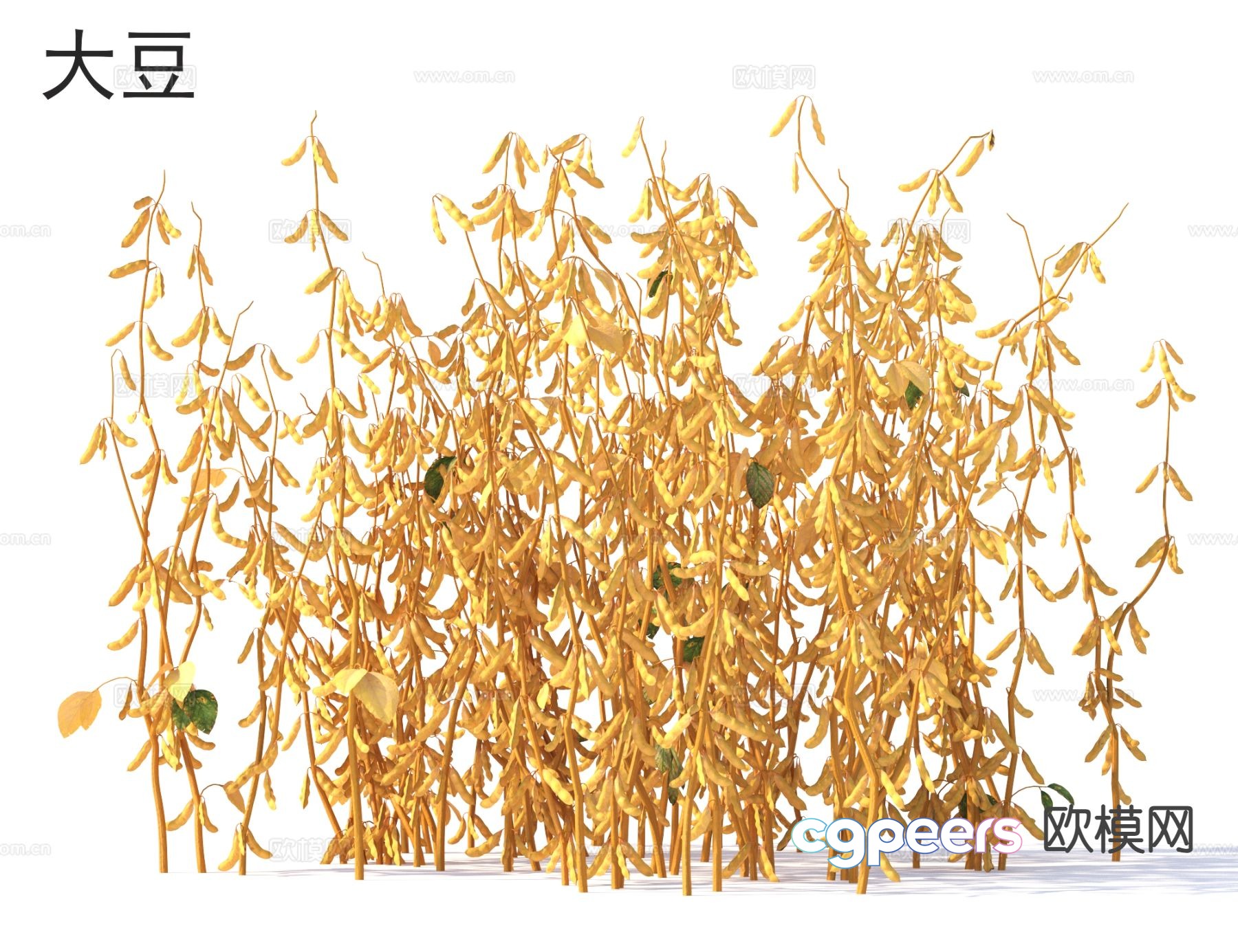 Soy Vegetable 3D Model Soy Vegetable 3D Model