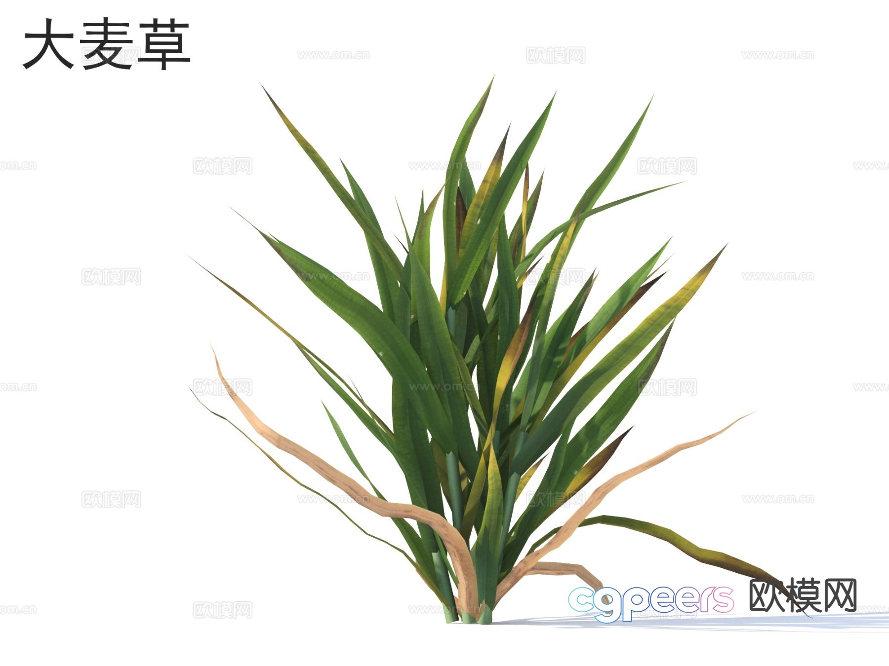 Barley grass flowers and bushes 3d model Barley grass flowers and bushes 3d model