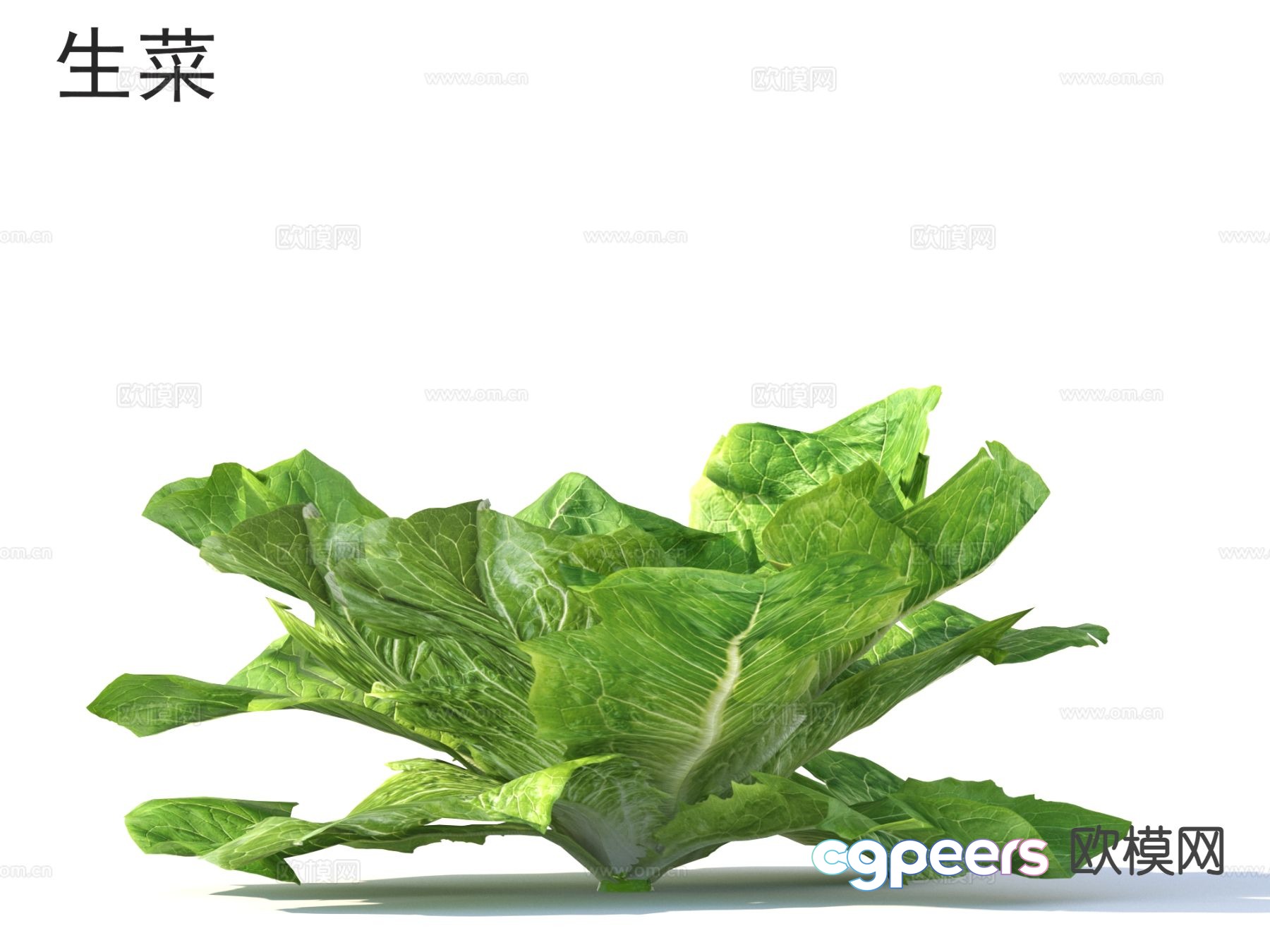 Lettuce Vegetable 3D Model Lettuce Vegetable 3D Model