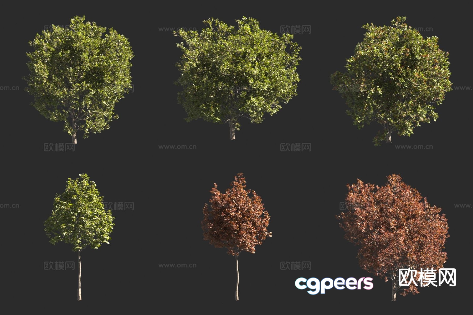 Big leaf maple tree landscape tree 3d model Big leaf maple tree landscape tree 3d model