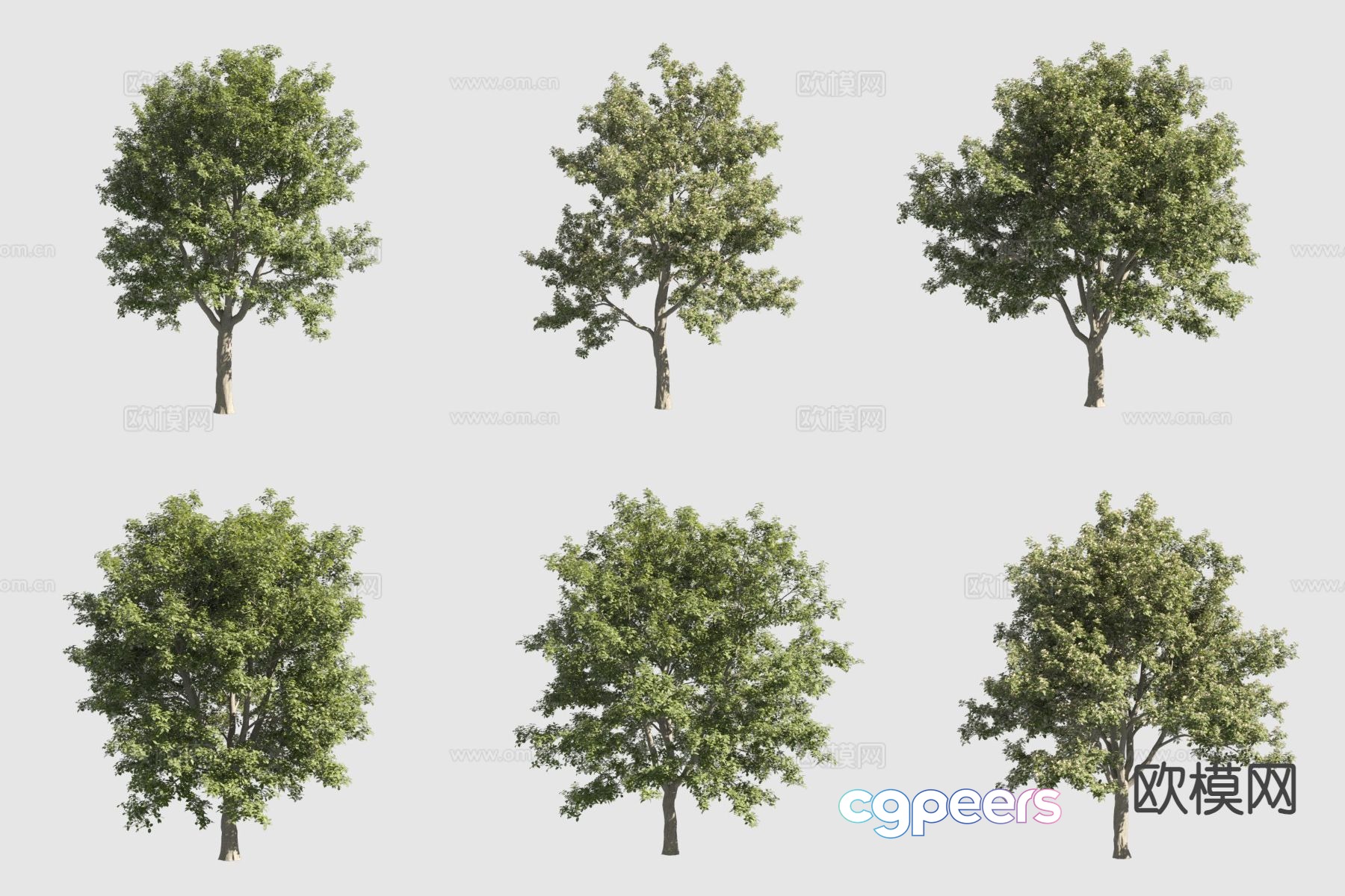Delicious white wood rosewood landscape tree 3d model Delicious white wood rosewood landscape tree 3d model