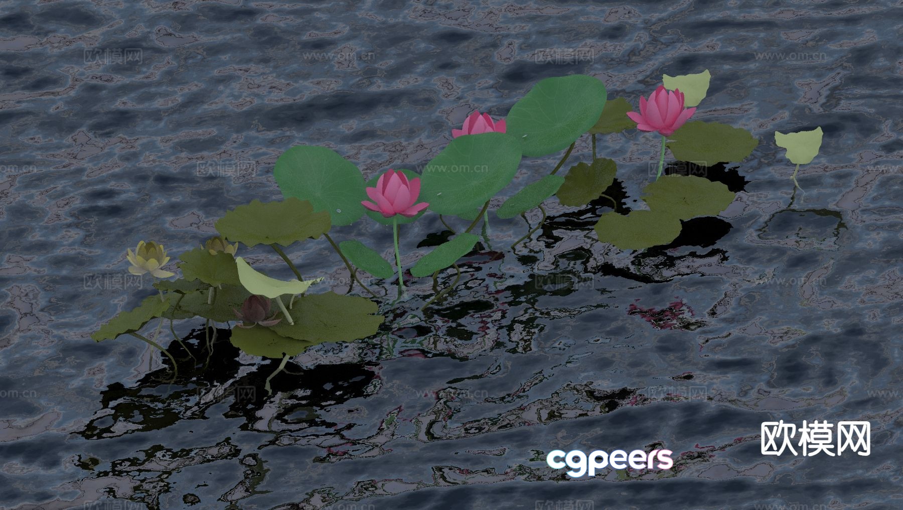 Lotus Flowers 3d Model Lotus Flowers 3d Model