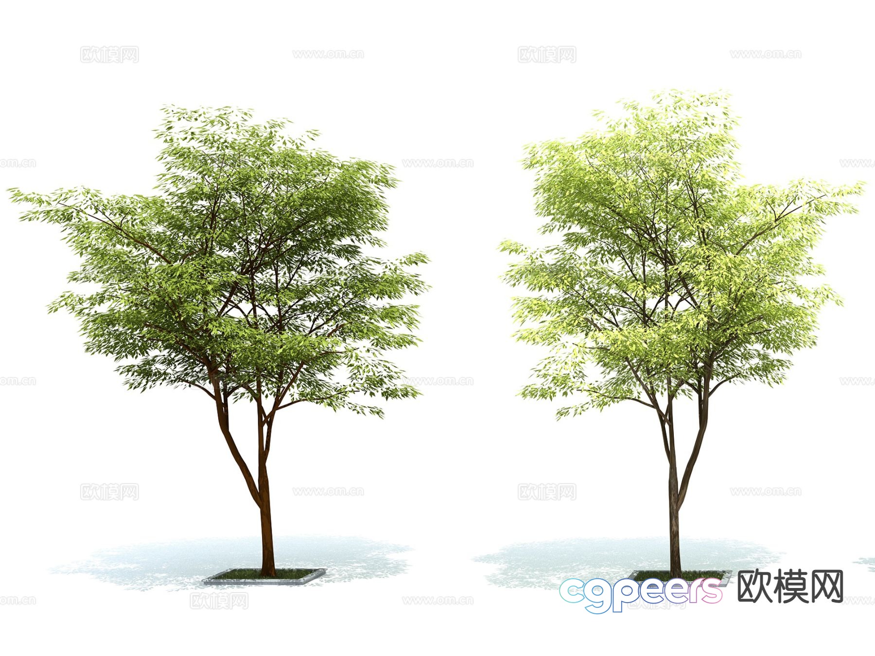 trees landscape trees street trees greening trees 3d model trees landscape trees street trees greening trees 3d model