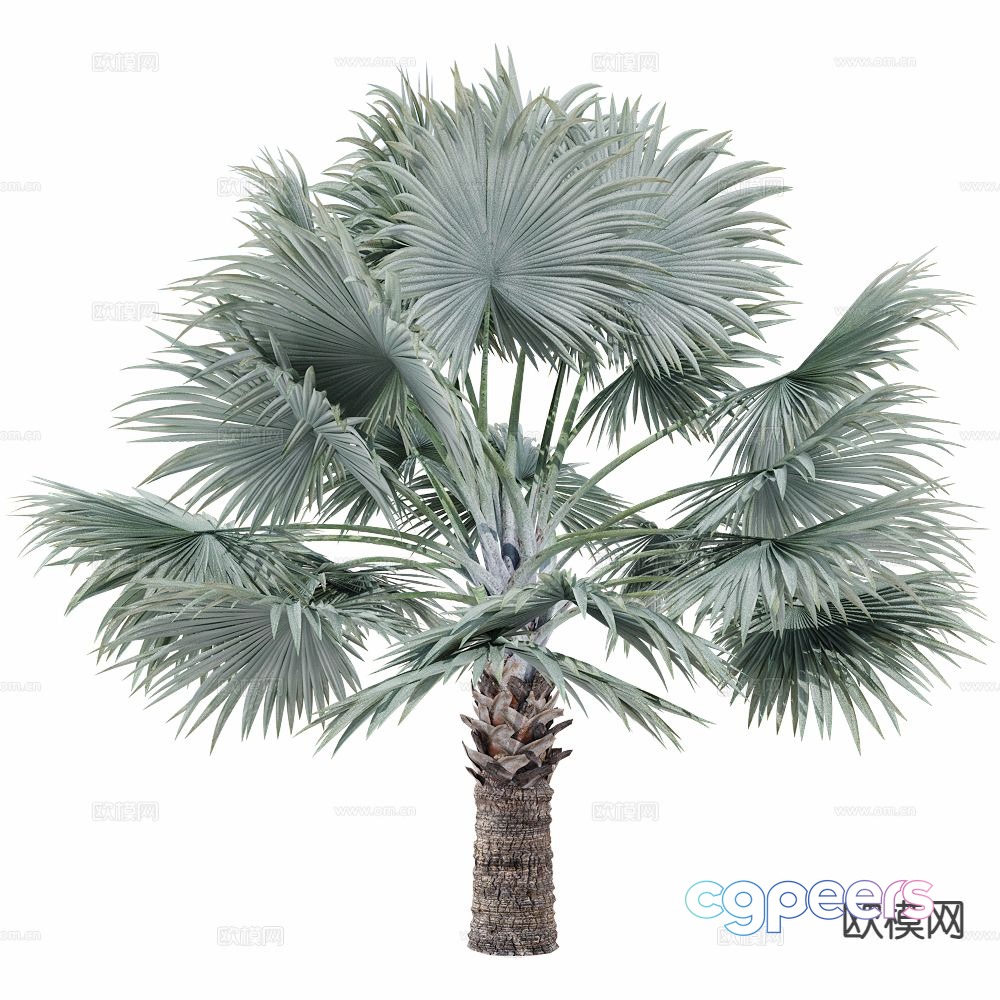 Coconut tree Palm tree Tropical tree Big tree Tree 3d model Coconut tree Palm tree Tropical tree Big tree Tree 3d model