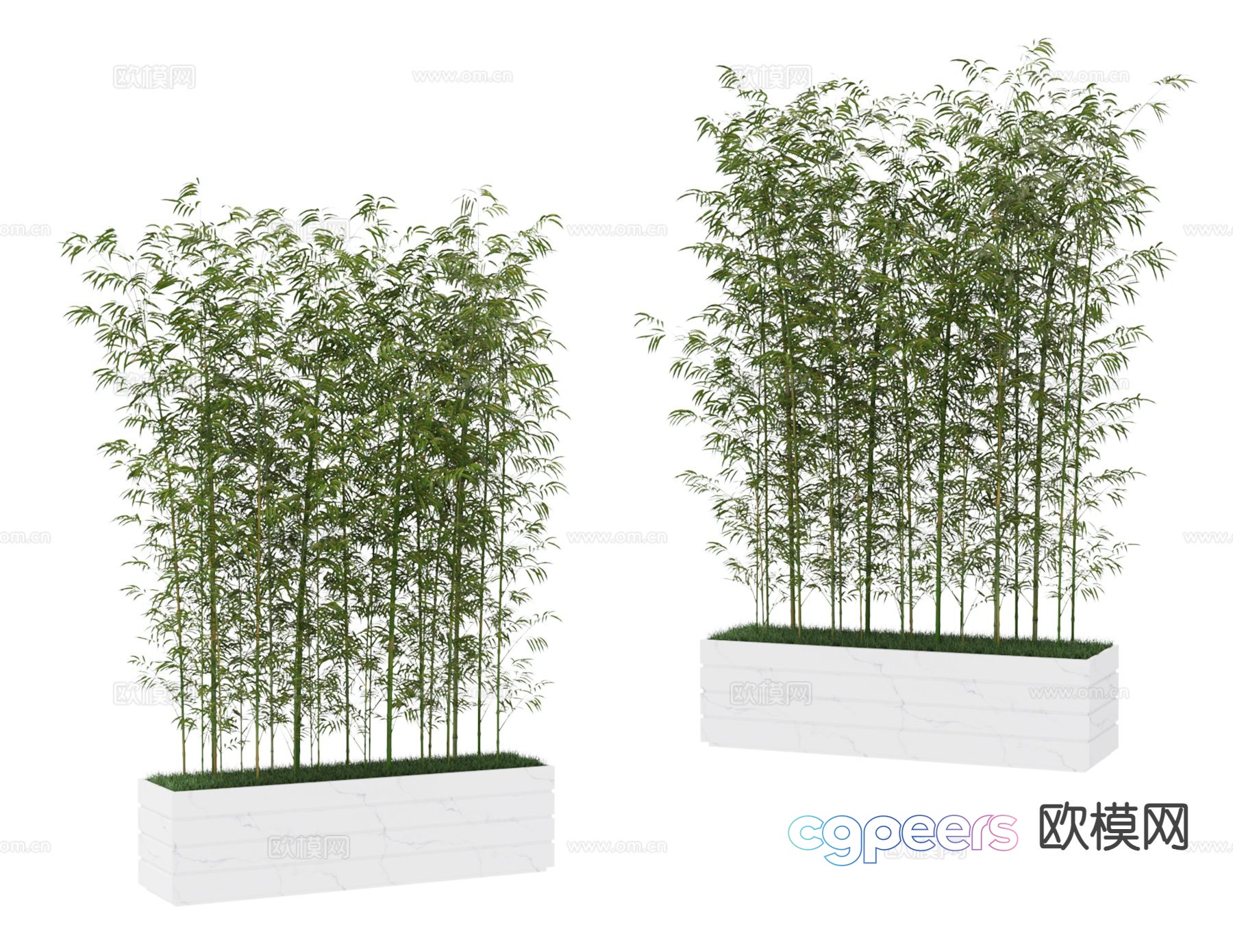Plant bamboo 3d model Plant bamboo 3d model