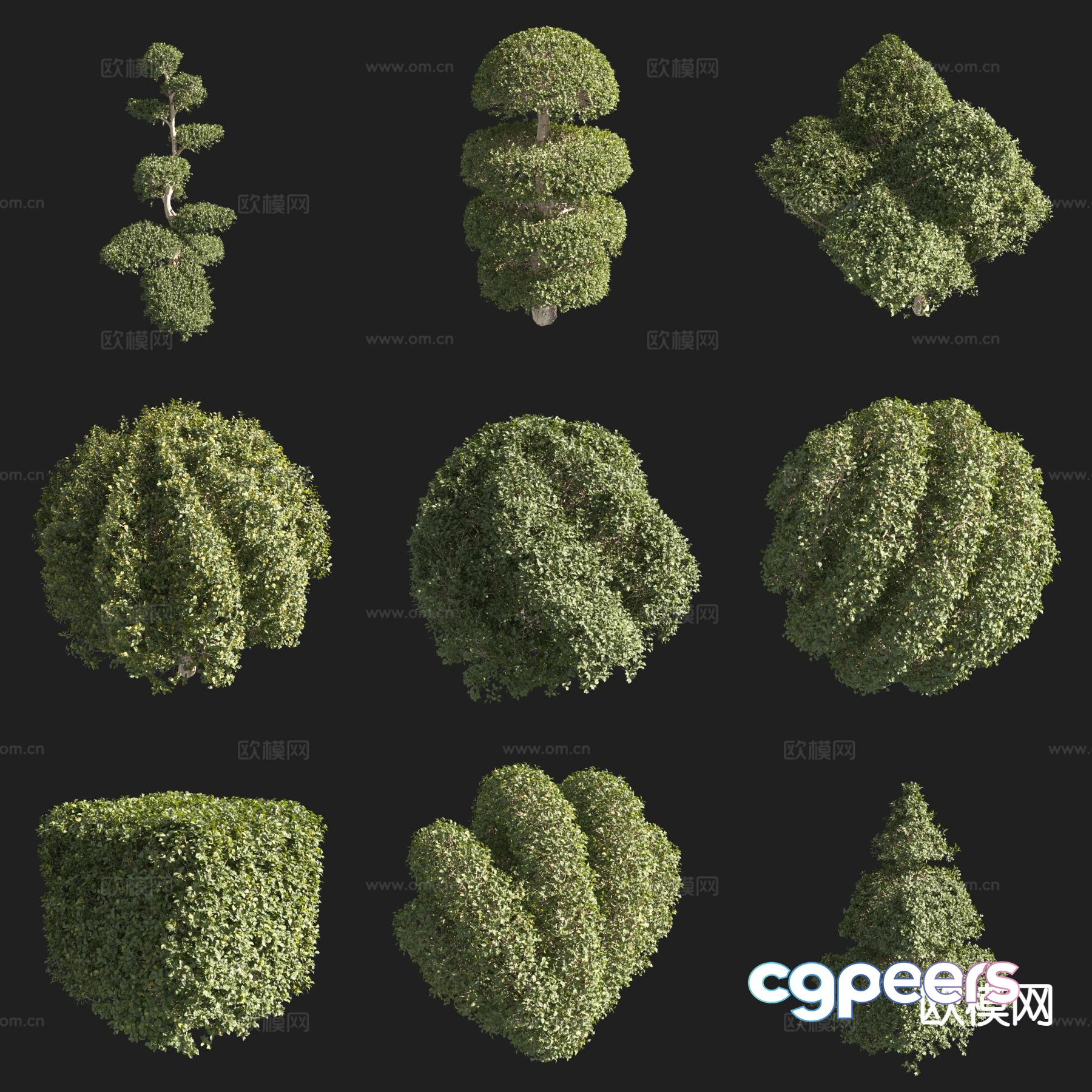 Little Leaflet Ligustrum Alien Shrub Modeling Shrub 3D Modeling Little Leaflet Ligustrum Alien Shrub Modeling Shrub 3D Modeling