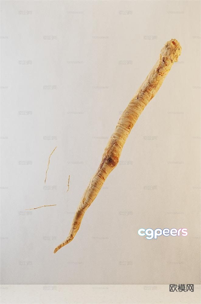 Traditional Chinese Medicine Codonopsis pilosula 3D model Traditional Chinese Medicine Codonopsis pilosula 3D model