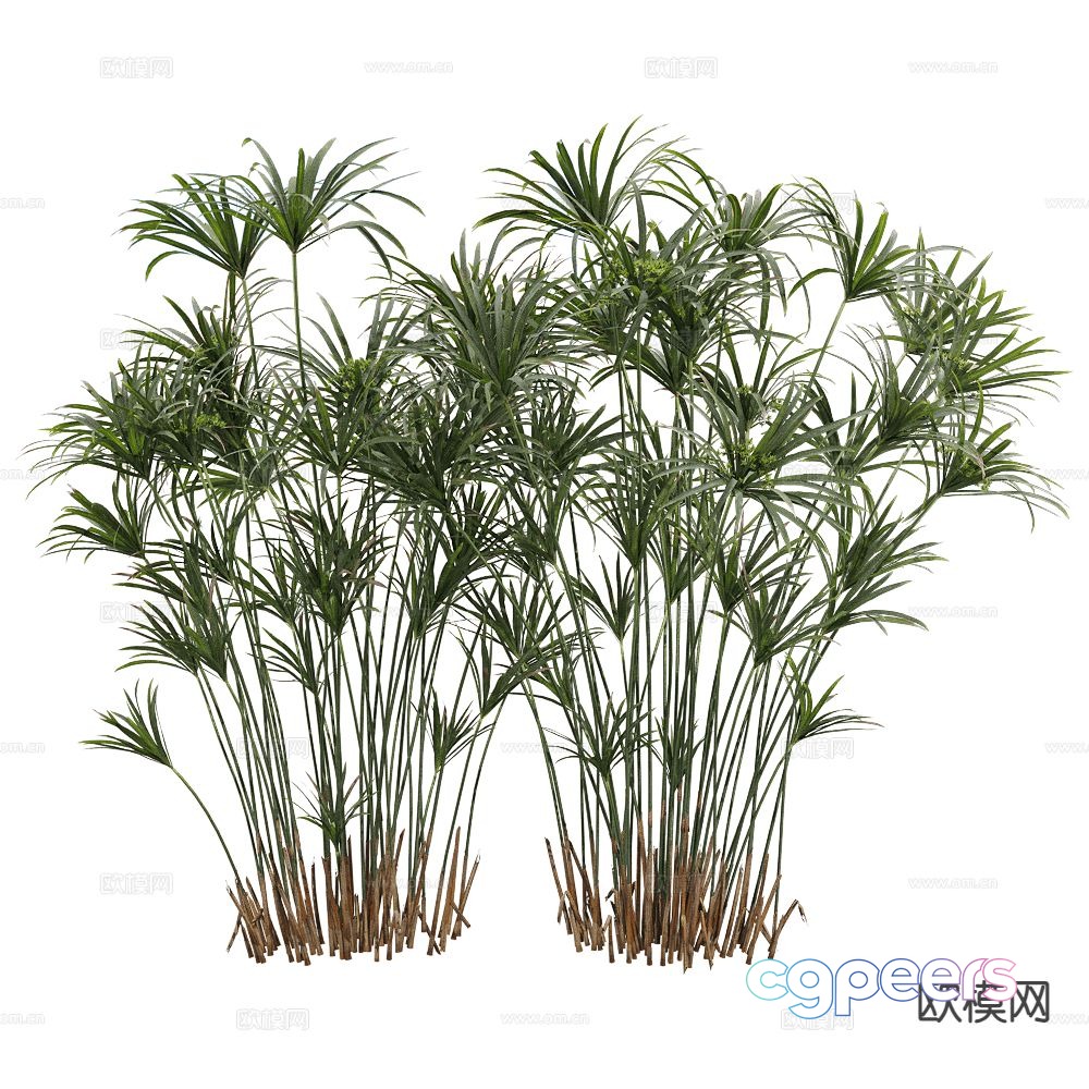 Shrub Bamboo 3d model Shrub Bamboo 3d model