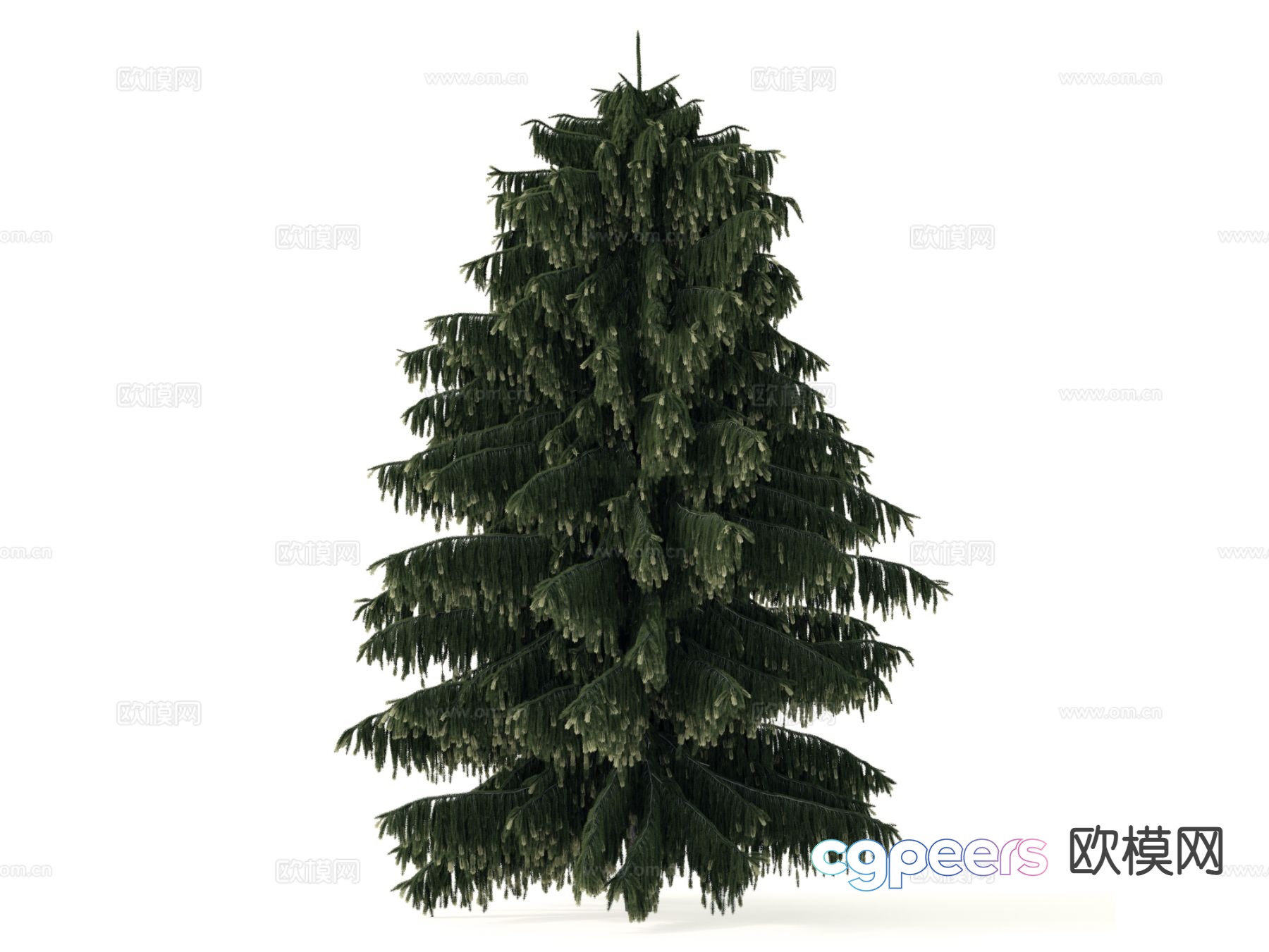 Pine Tree Tree Cypress 3d Model Pine Tree Tree Cypress 3d Model