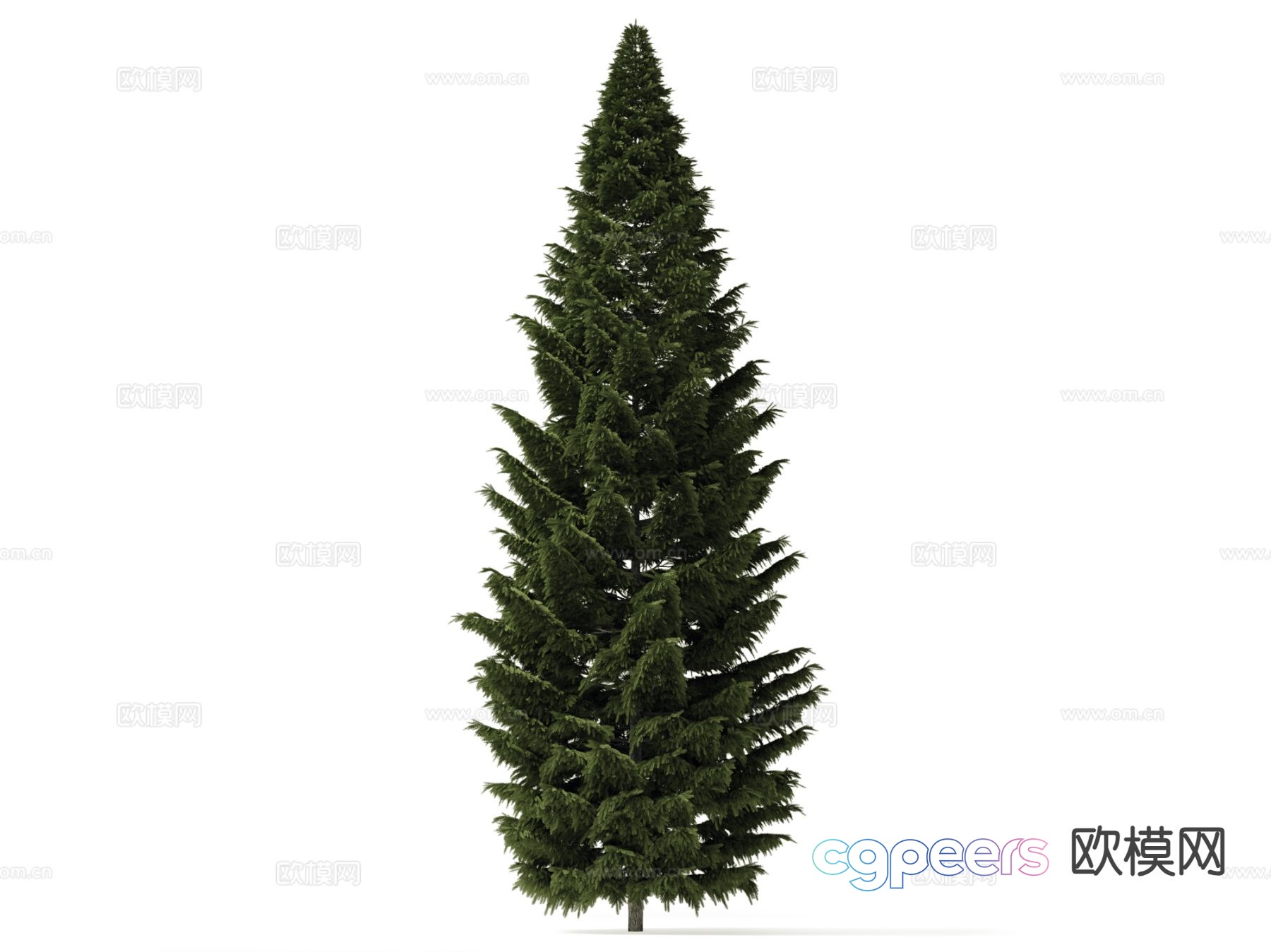 Pine Tree Cypress Tree 3D Model Pine Tree Cypress Tree 3D Model