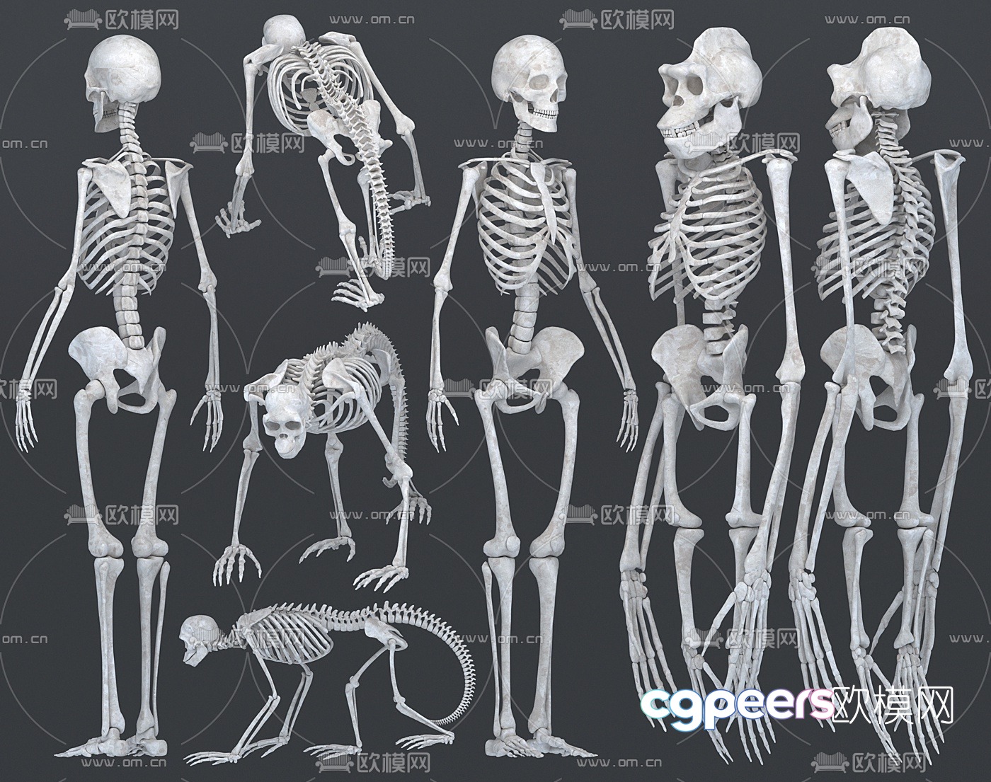 Modern human ape skeleton 3d model Modern human ape skeleton 3d model