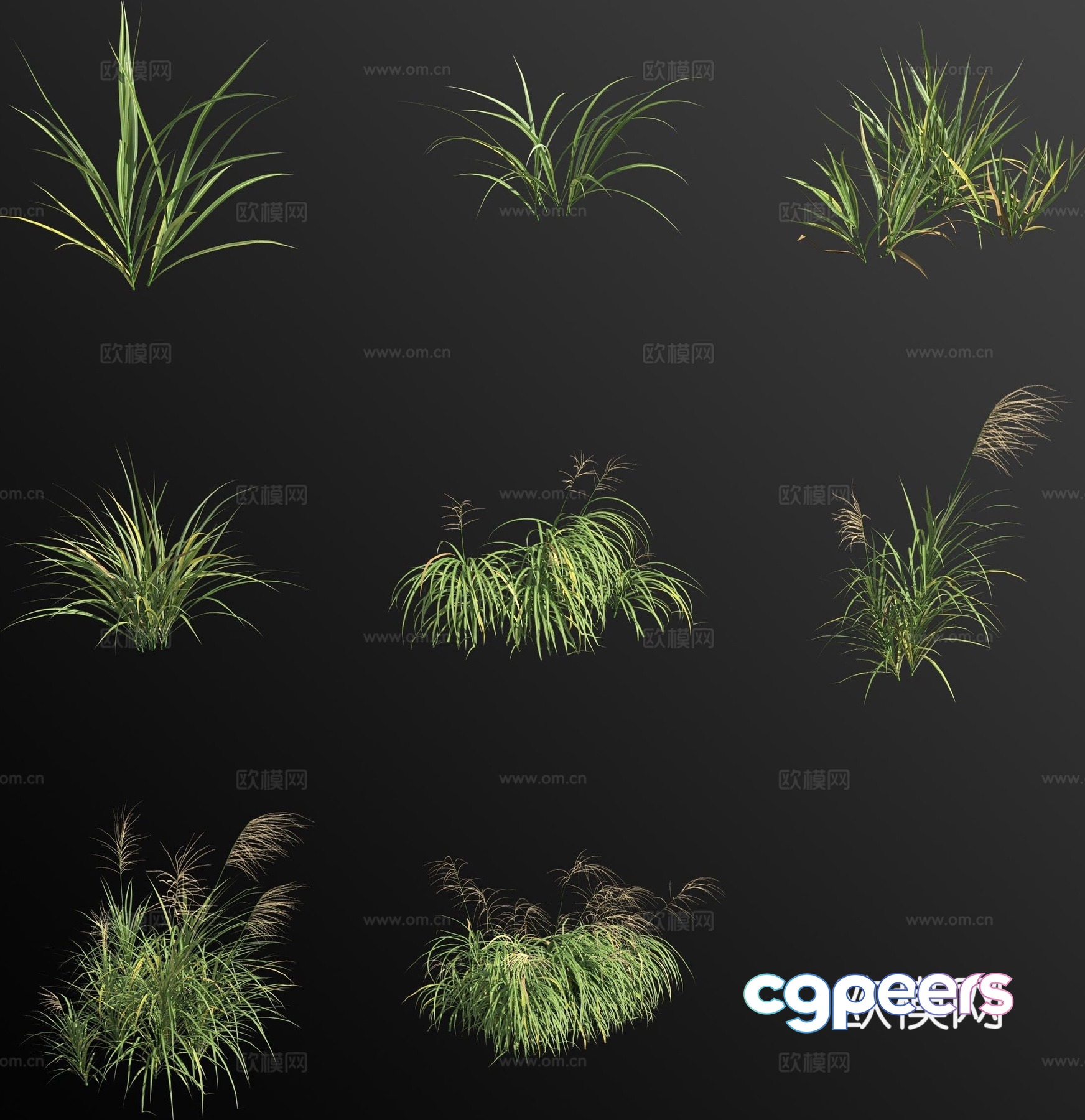 Yellow-backed miscanthus flower 3d model Yellow-backed miscanthus flower 3d model