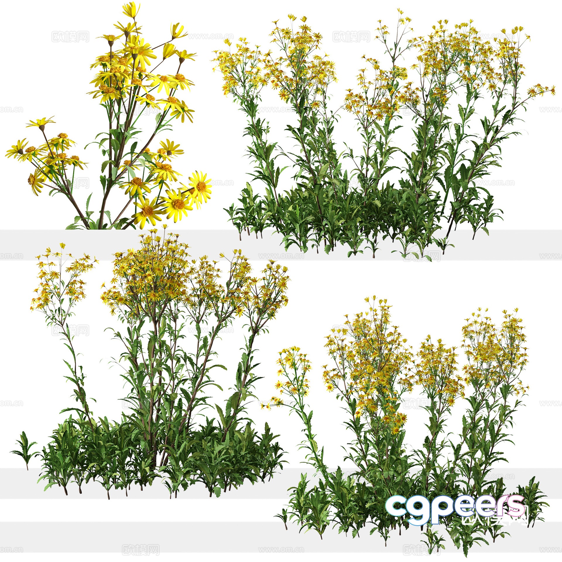 wildflower 3d model wildflower 3d model