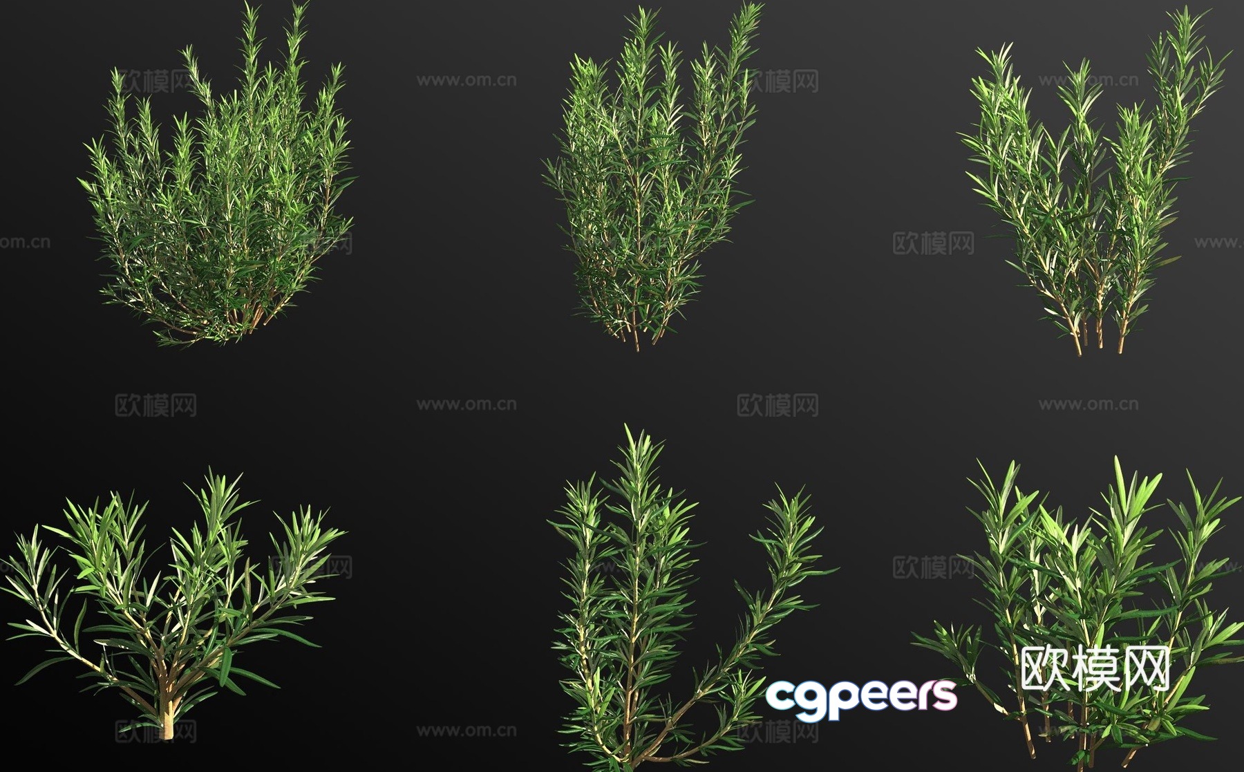 rosemary shrub plant 3d model rosemary shrub plant 3d model