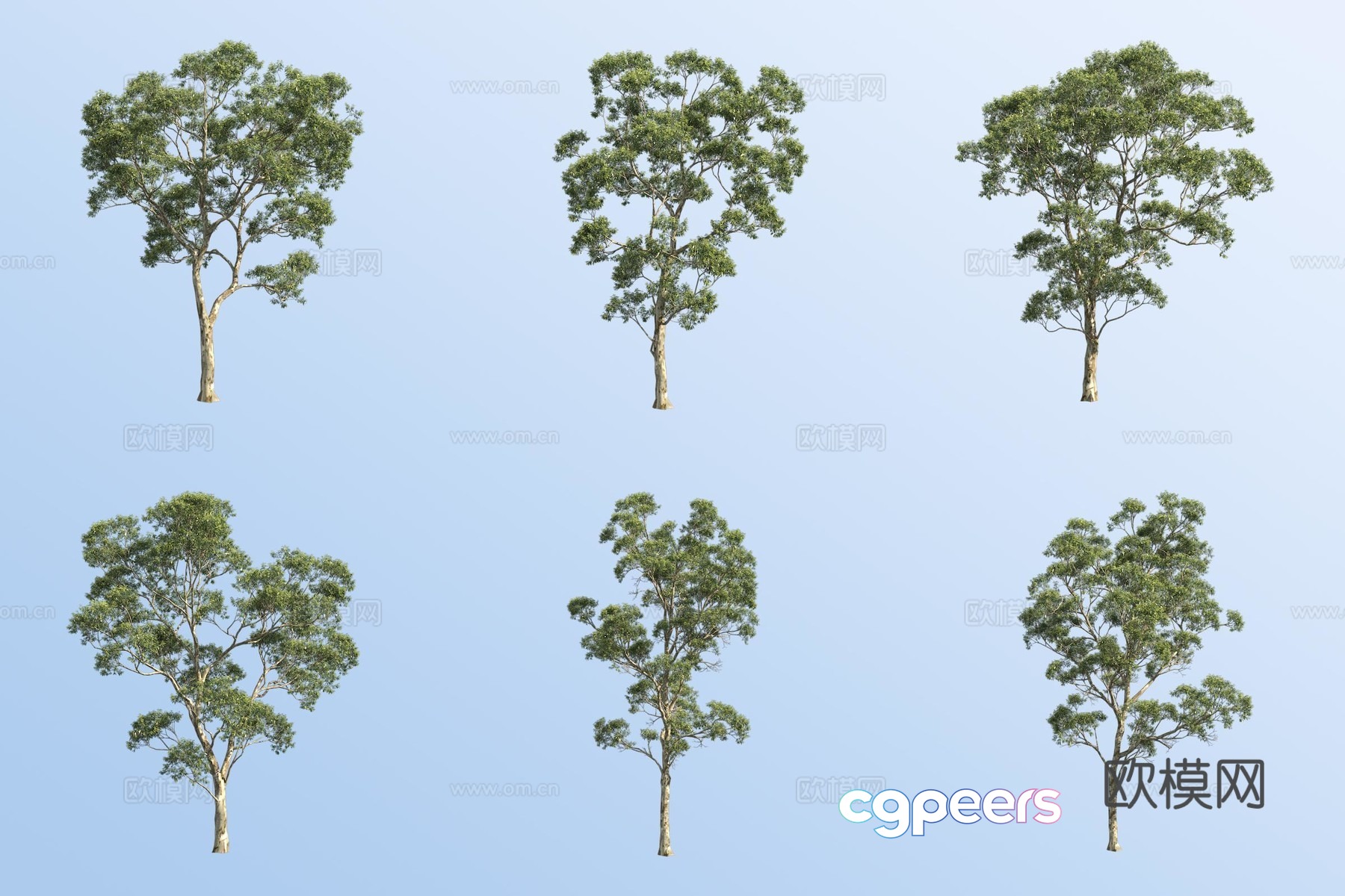 Eucalyptus tree 3d model Eucalyptus tree 3d model