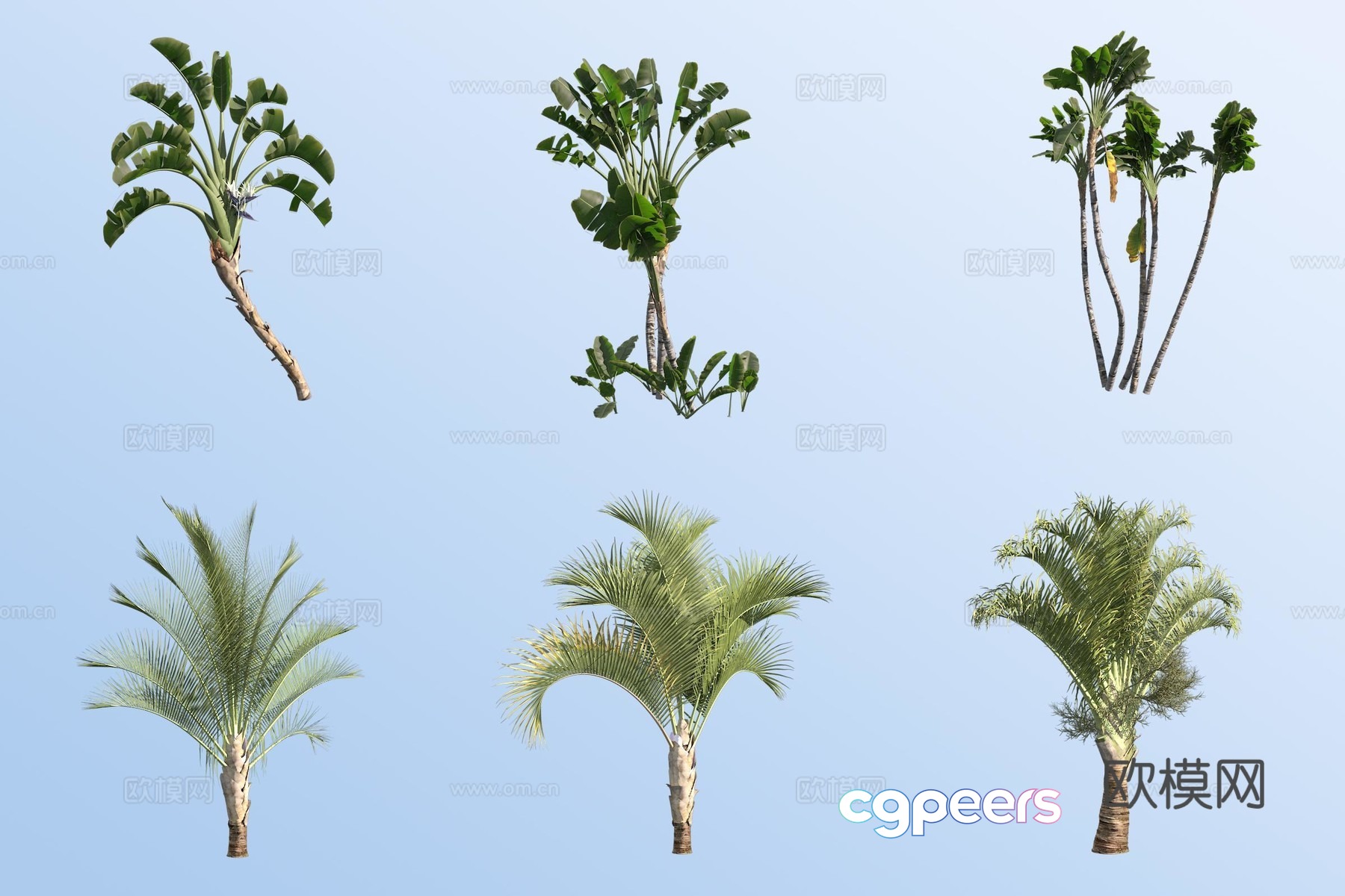 Strelitzia nicolaris triangular coconut tree tropical tree 3d model Strelitzia nicolaris triangular coconut tree tropical tree 3d model