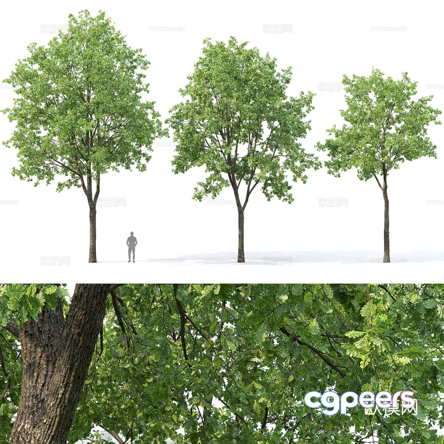 trees oak 3d model trees oak 3d model