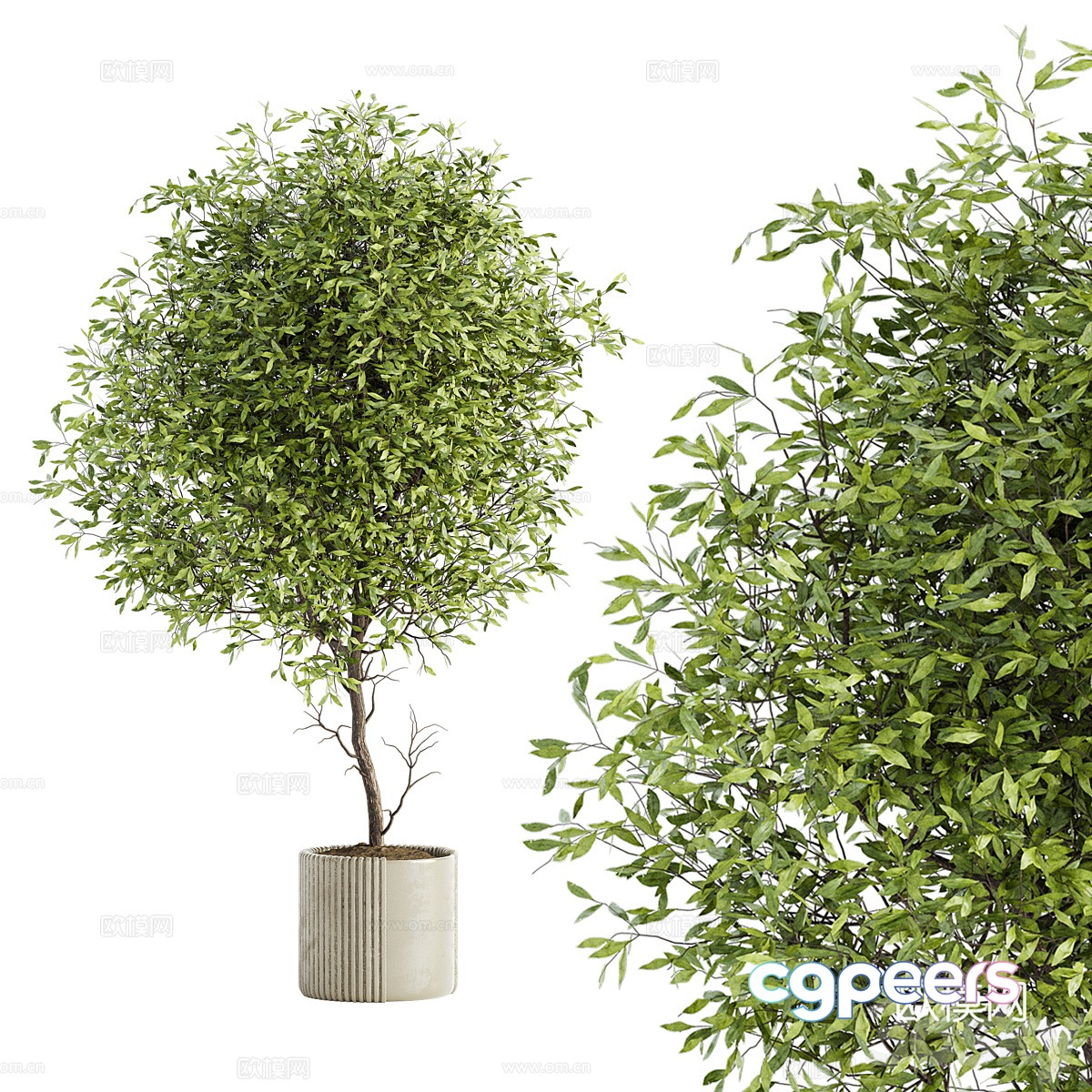 Green plants potted plants 3D model Green plants potted plants 3D model
