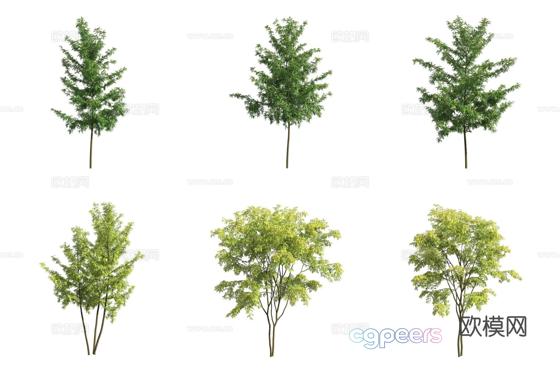American honey locust landscape tree 3d model American honey locust landscape tree 3d model