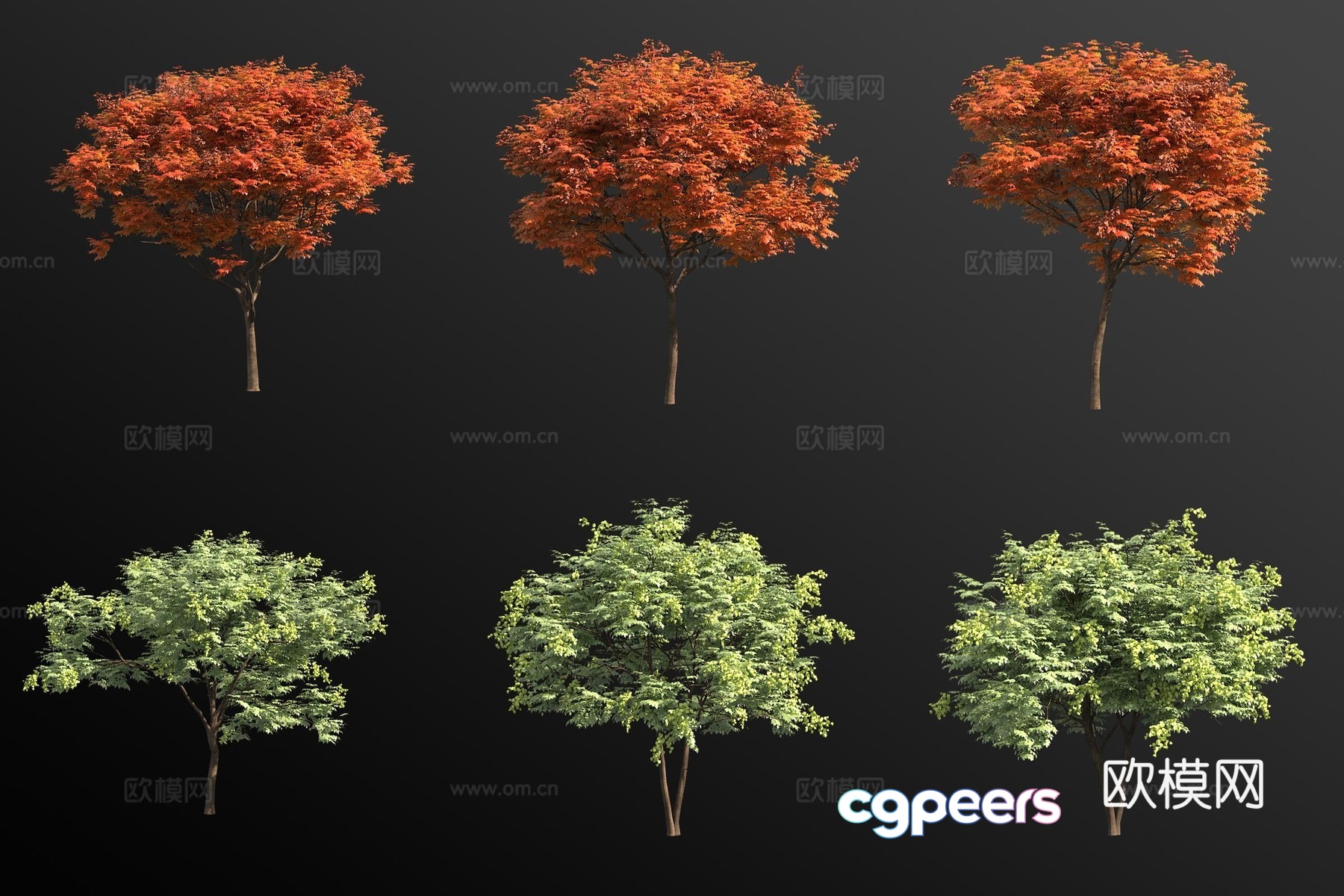 Luan tree landscape tree 3d model Luan tree landscape tree 3d model
