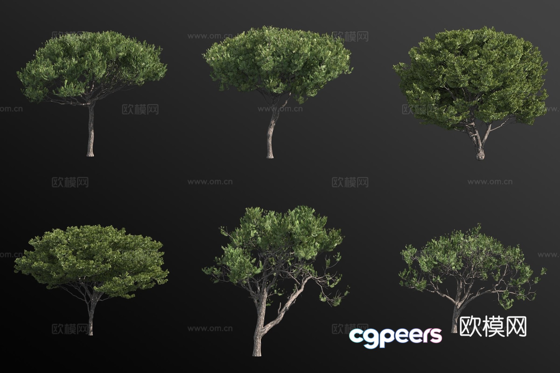 italian pine landscape tree 3d model italian pine landscape tree 3d model