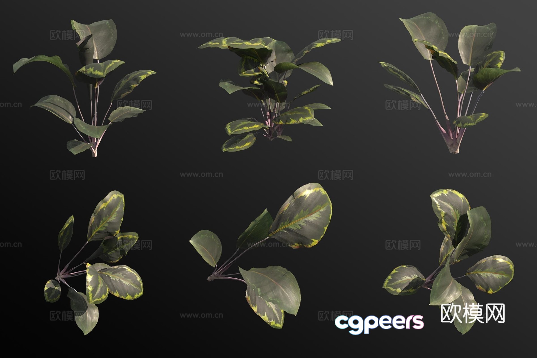 Cat’s eye arrowroot green plant 3d model Cat’s eye arrowroot green plant 3d model