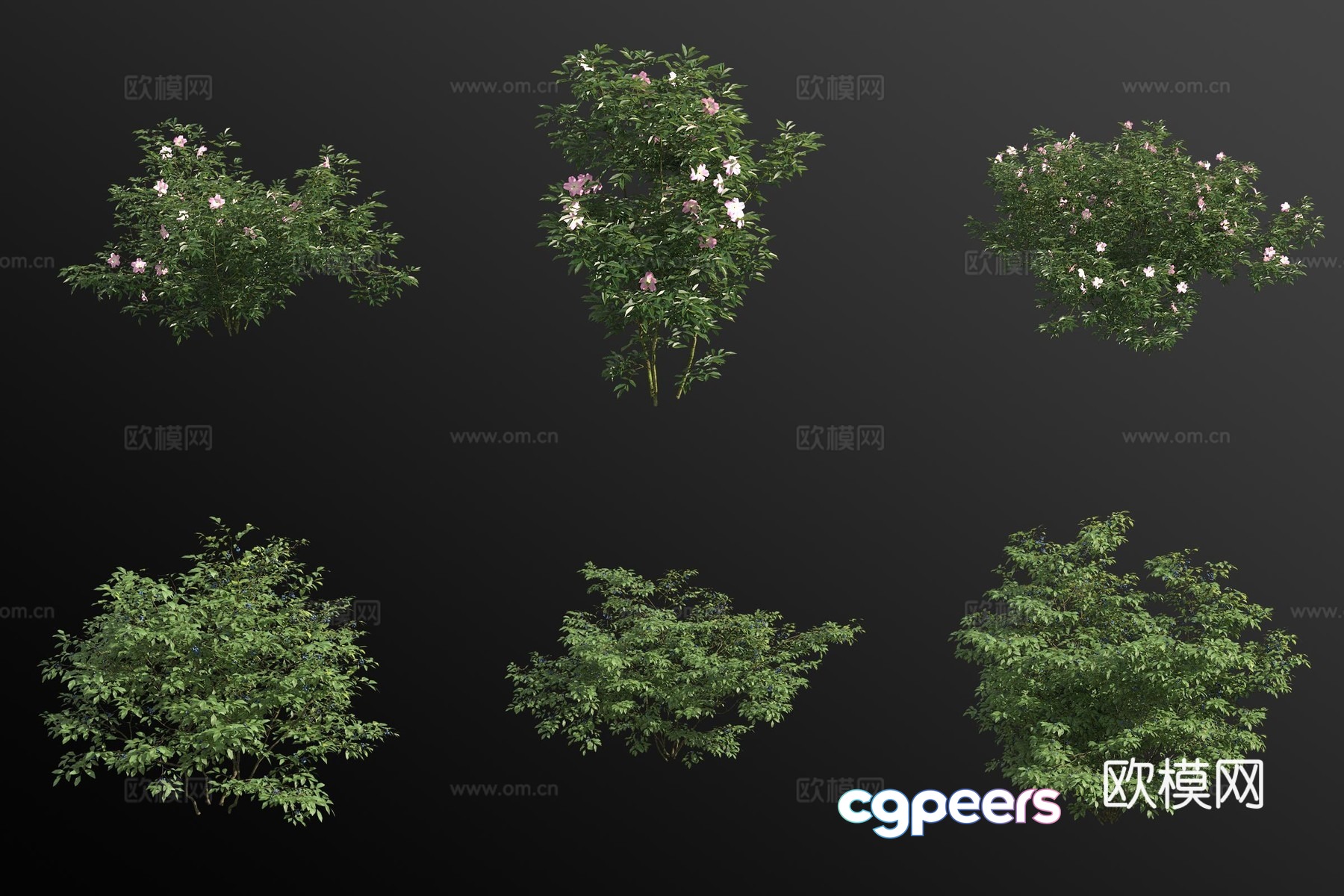 Virginia rose high bush blueberry flower tree shrub 3d model Virginia rose high bush blueberry flower tree shrub 3d model