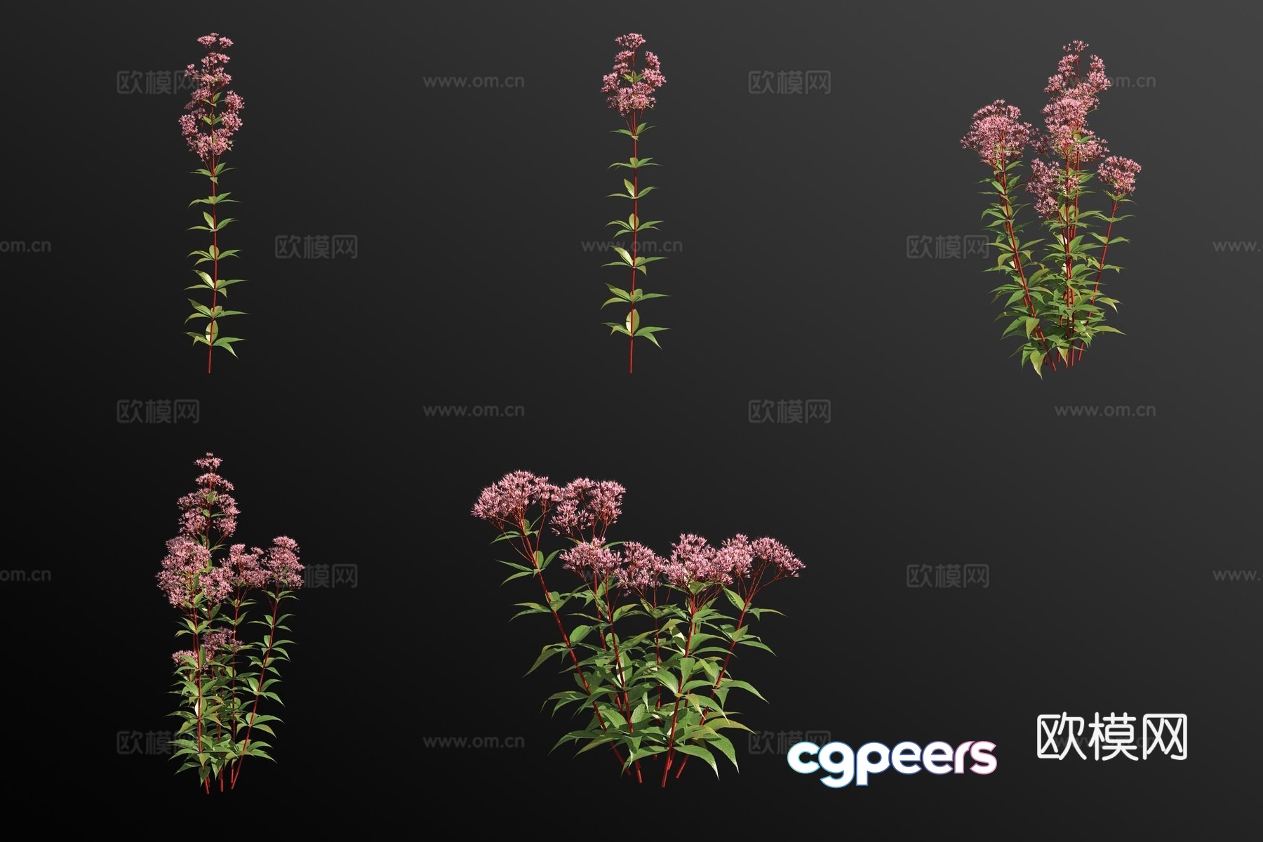 Eupatorium plant 3d model Eupatorium plant 3d model