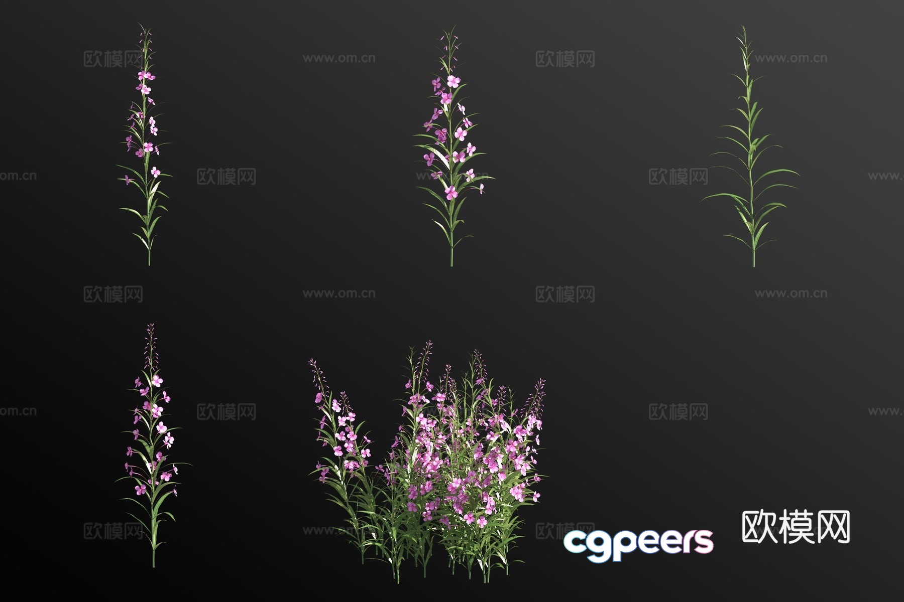 Willow orchid plant 3d model Willow orchid plant 3d model