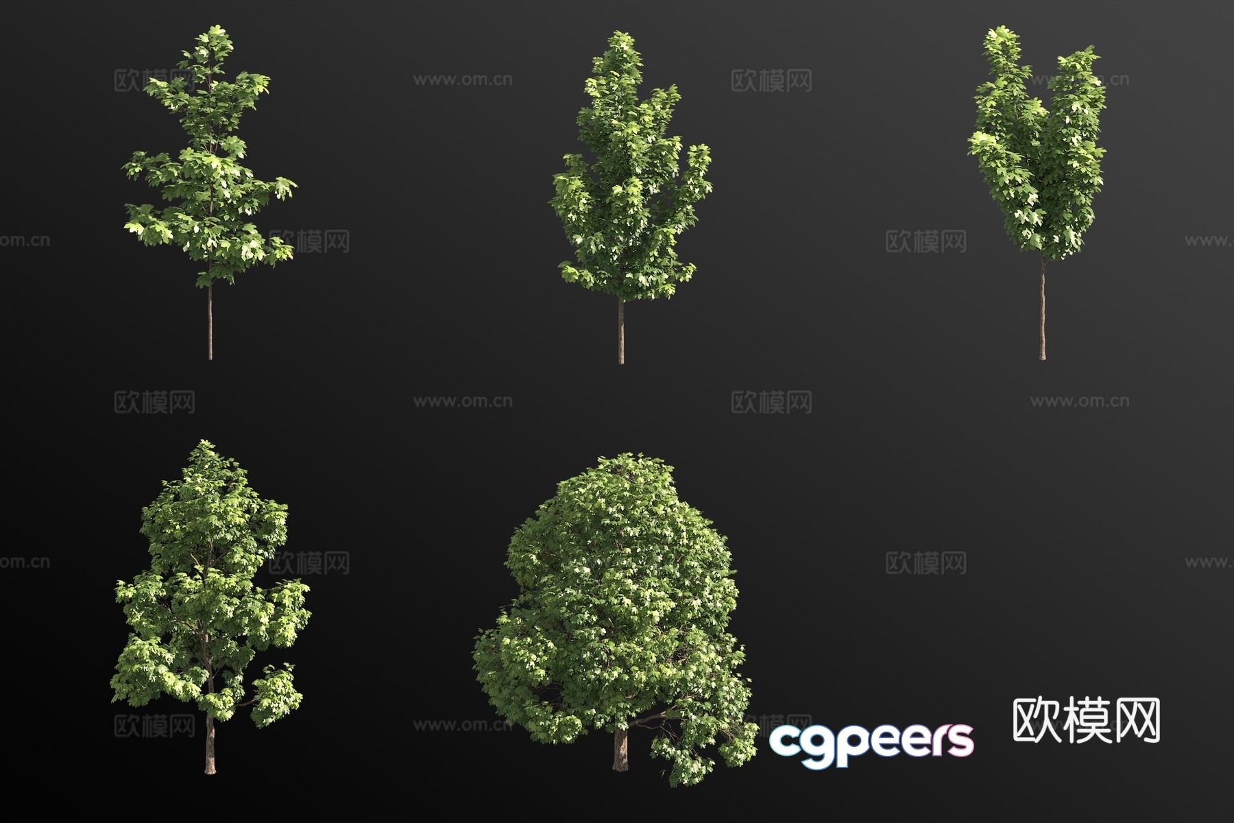 Norwegian maple shrub plant 3d model Norwegian maple shrub plant 3d model
