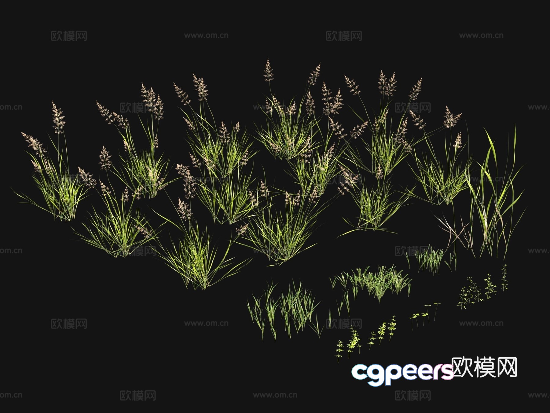 Flowers and plants Lawn Grass Seeds 3D Model
