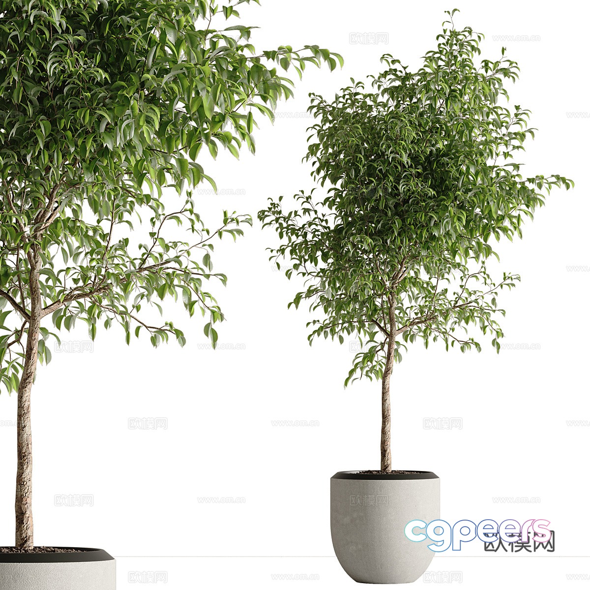 Green plant potted 3D model Green plant potted 3D model