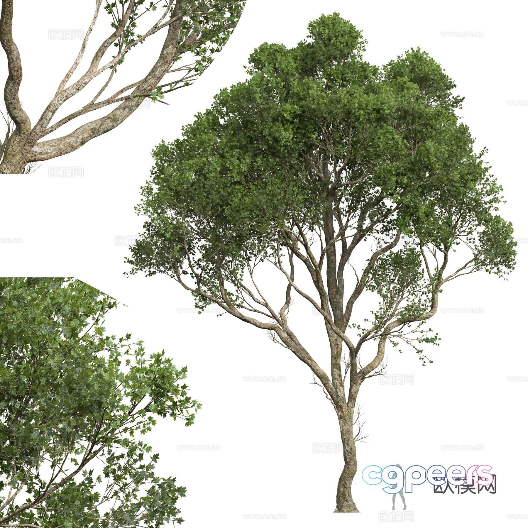 Ash Tree Landscape Tree 3D Model Ash Tree Landscape Tree 3D Model