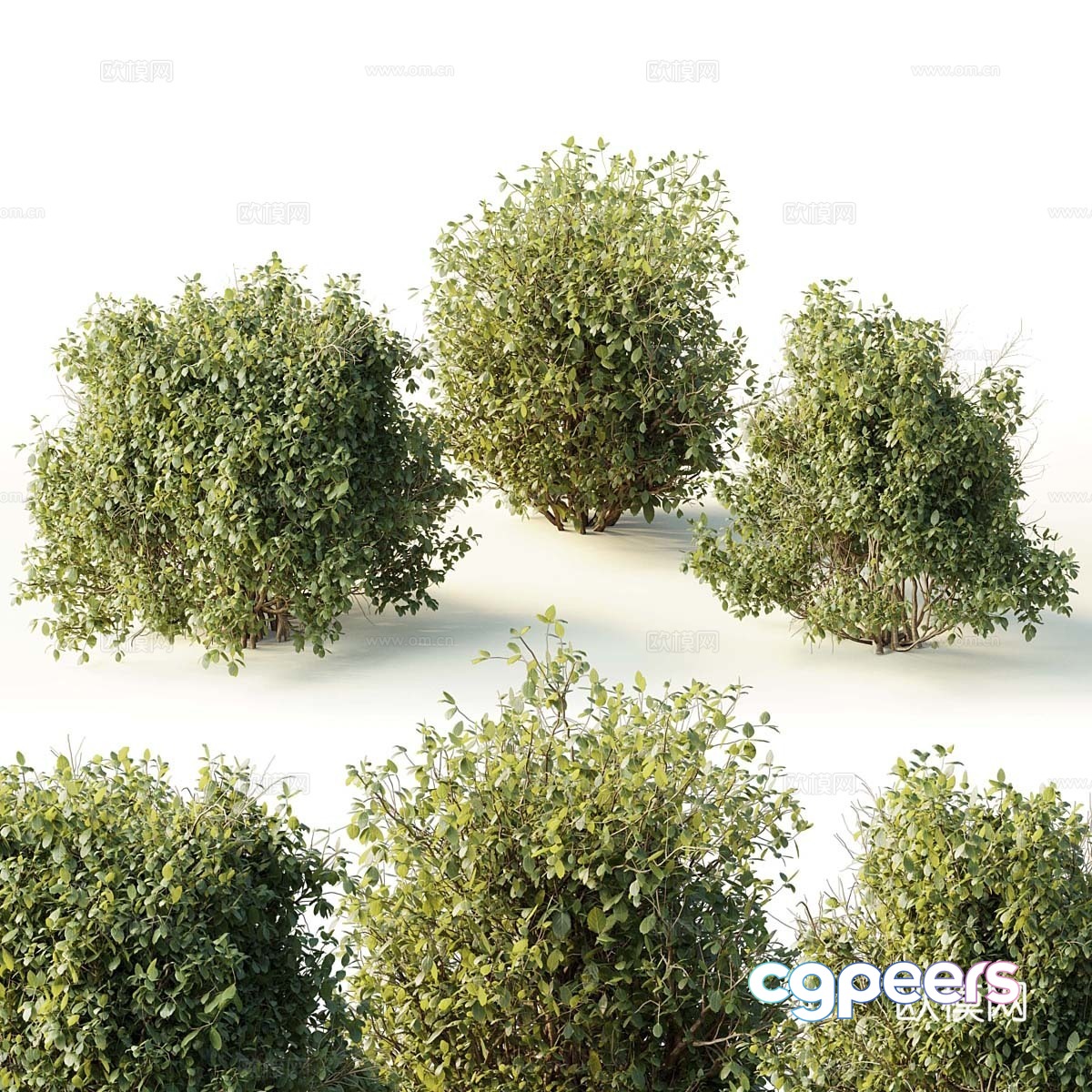Dwarf plant 3d model Dwarf plant 3d model