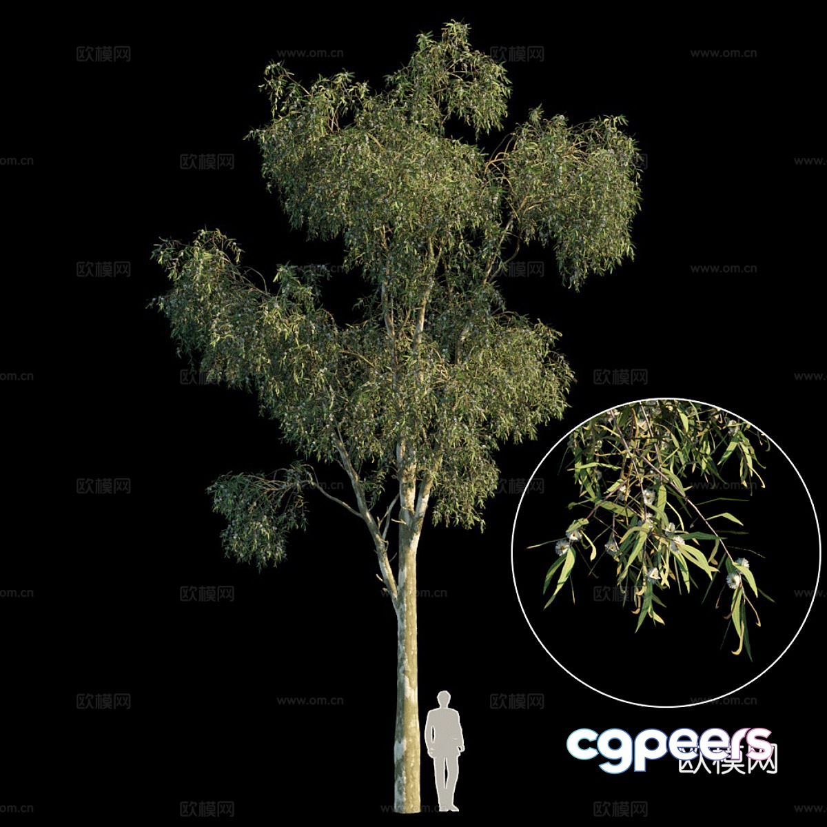 Blue Eucalyptus 3d model Blue Eucalyptus 3d model