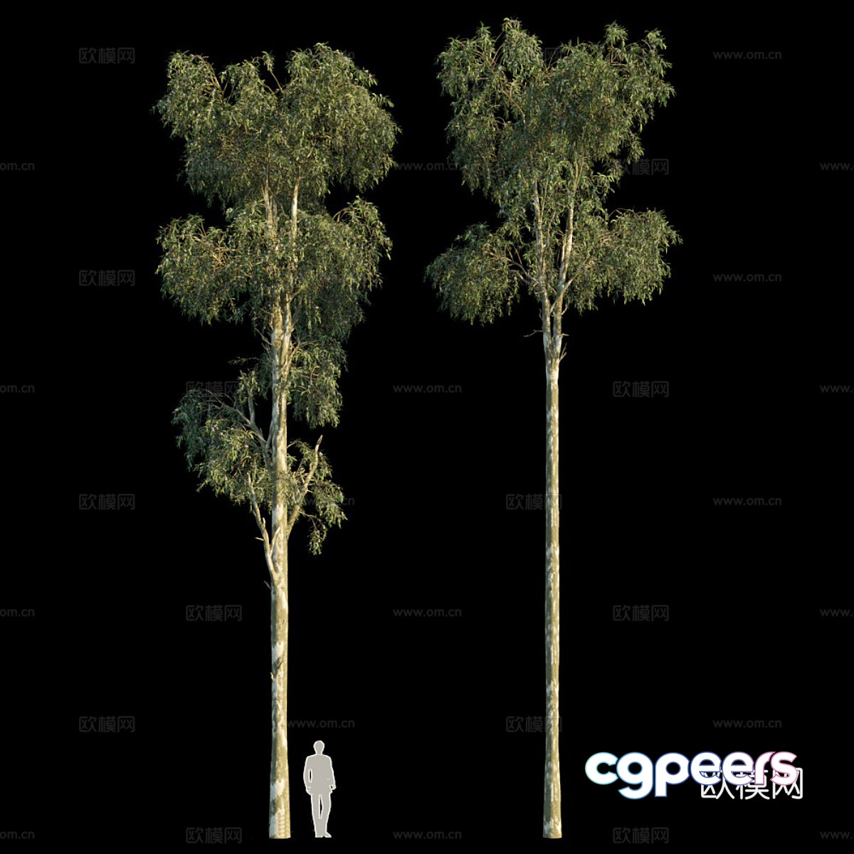 Eucalyptus 3d model Eucalyptus 3d model