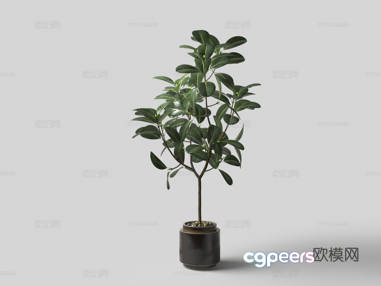 Modern potted money tree 3D model Modern potted money tree 3D model