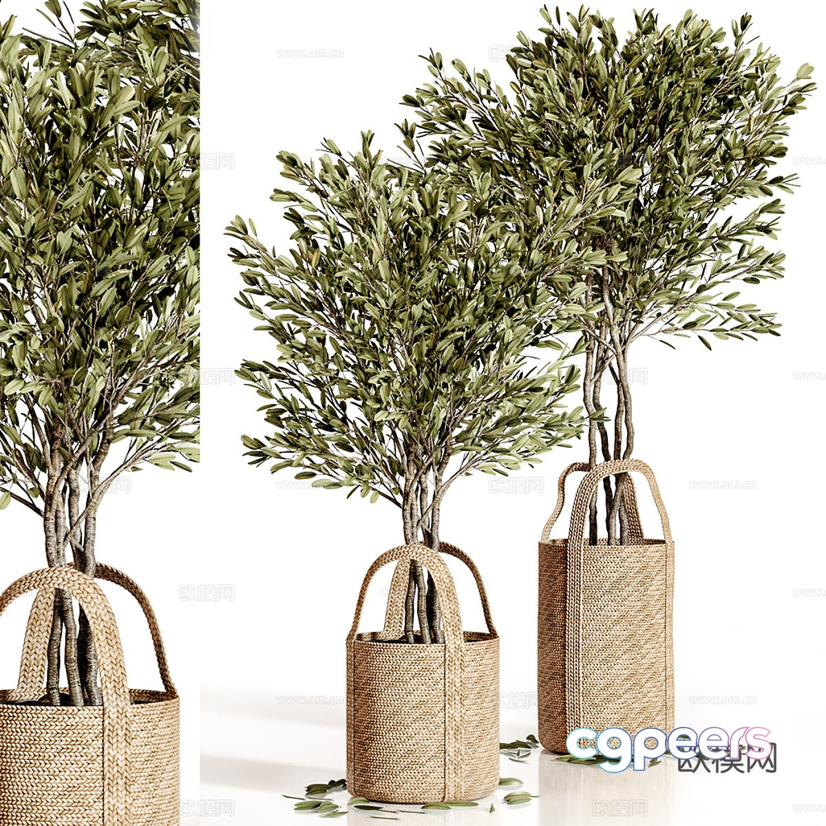 Olive tree potted 3d model Olive tree potted 3d model