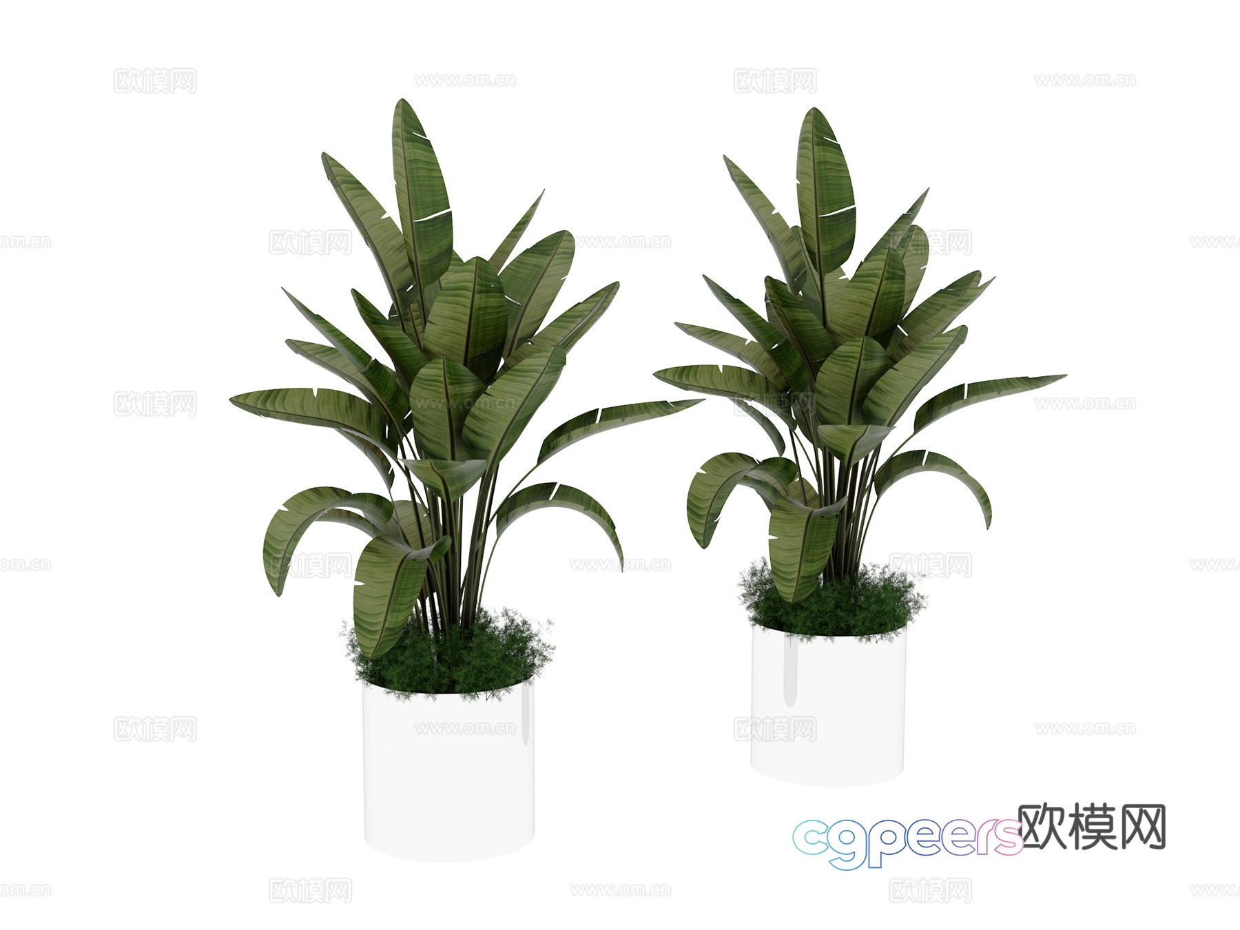 Plant potted 3d model Plant potted 3d model