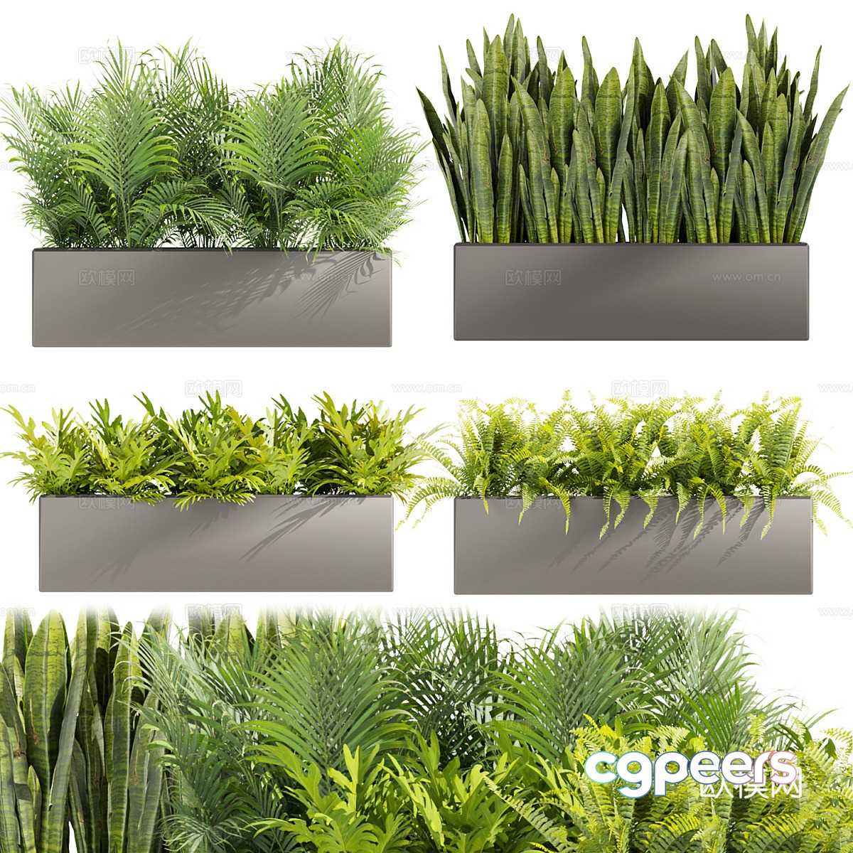Fern Palm 3d model Fern Palm 3d model