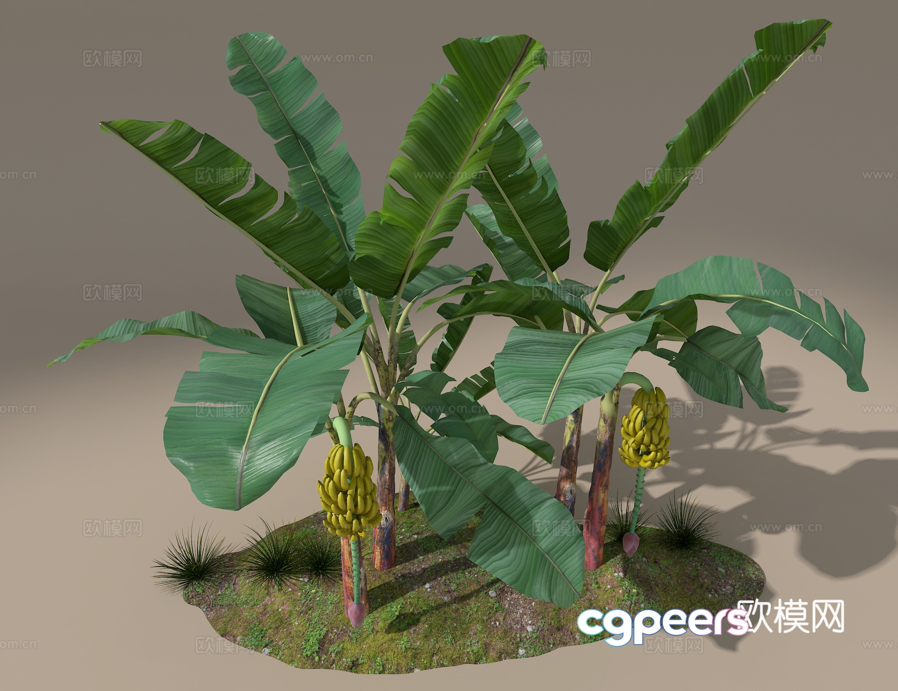 Banana tree 3d model Banana tree 3d model
